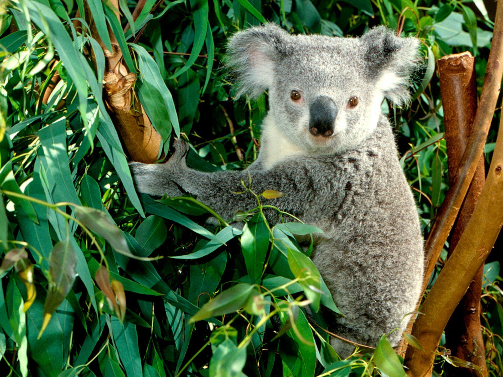 australia | Koala - Australia Wallpaper (23340501) - Fanpop fanclubs ...