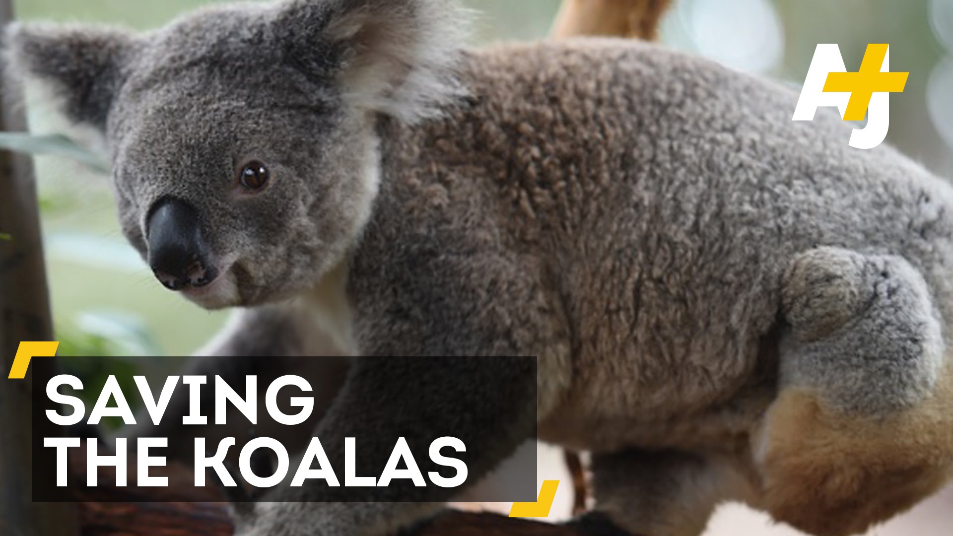 Australian Koalas Are In Danger - YouTube