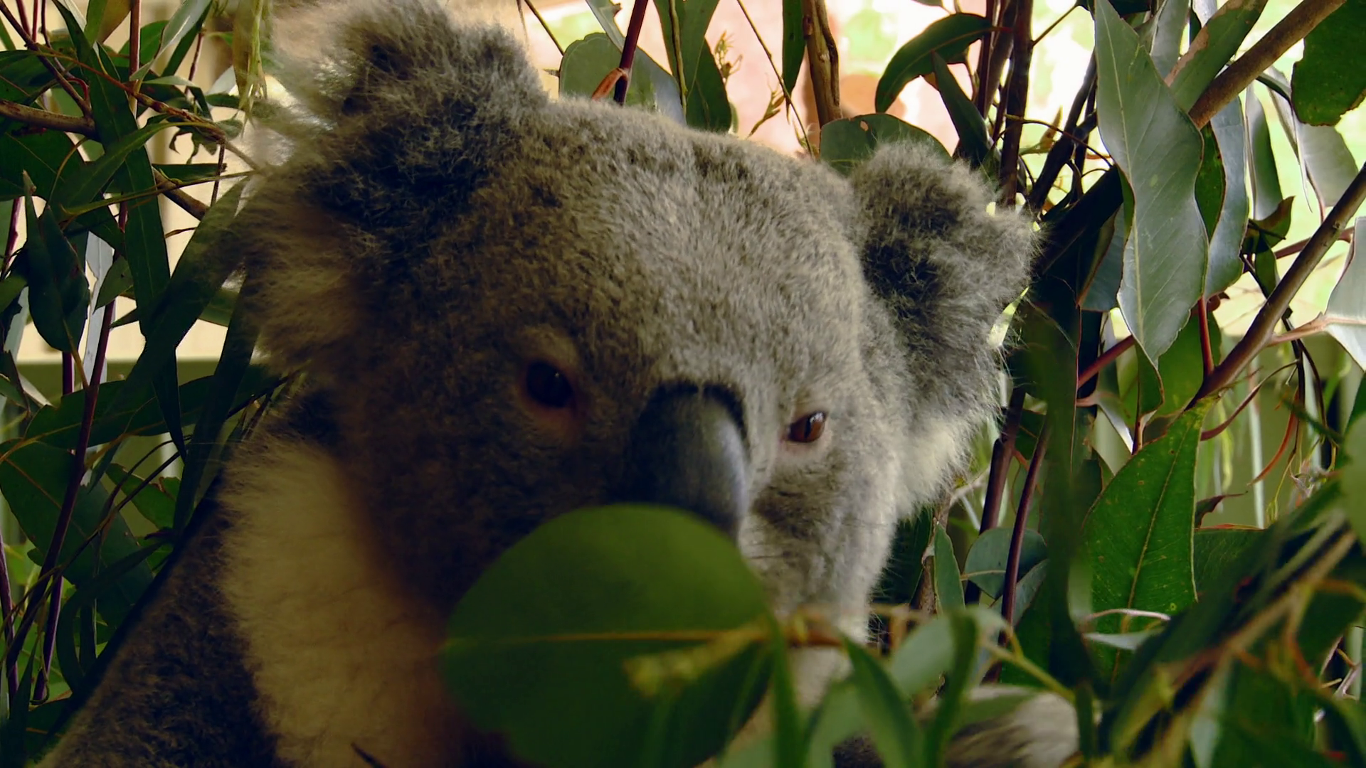 Close Up of Australian Koala Bear Selecting a Eucalyptus Leaf to Eat ...