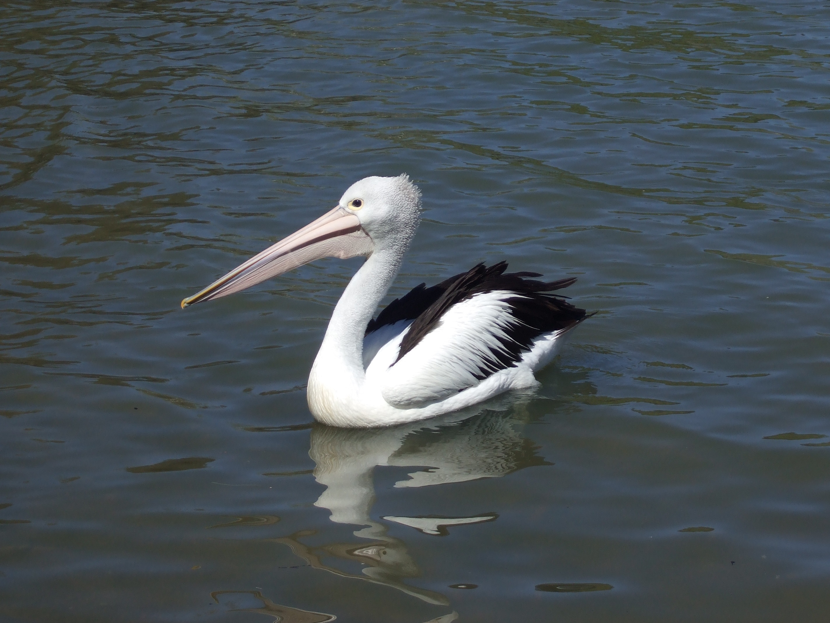 Australian pelican in the river photo