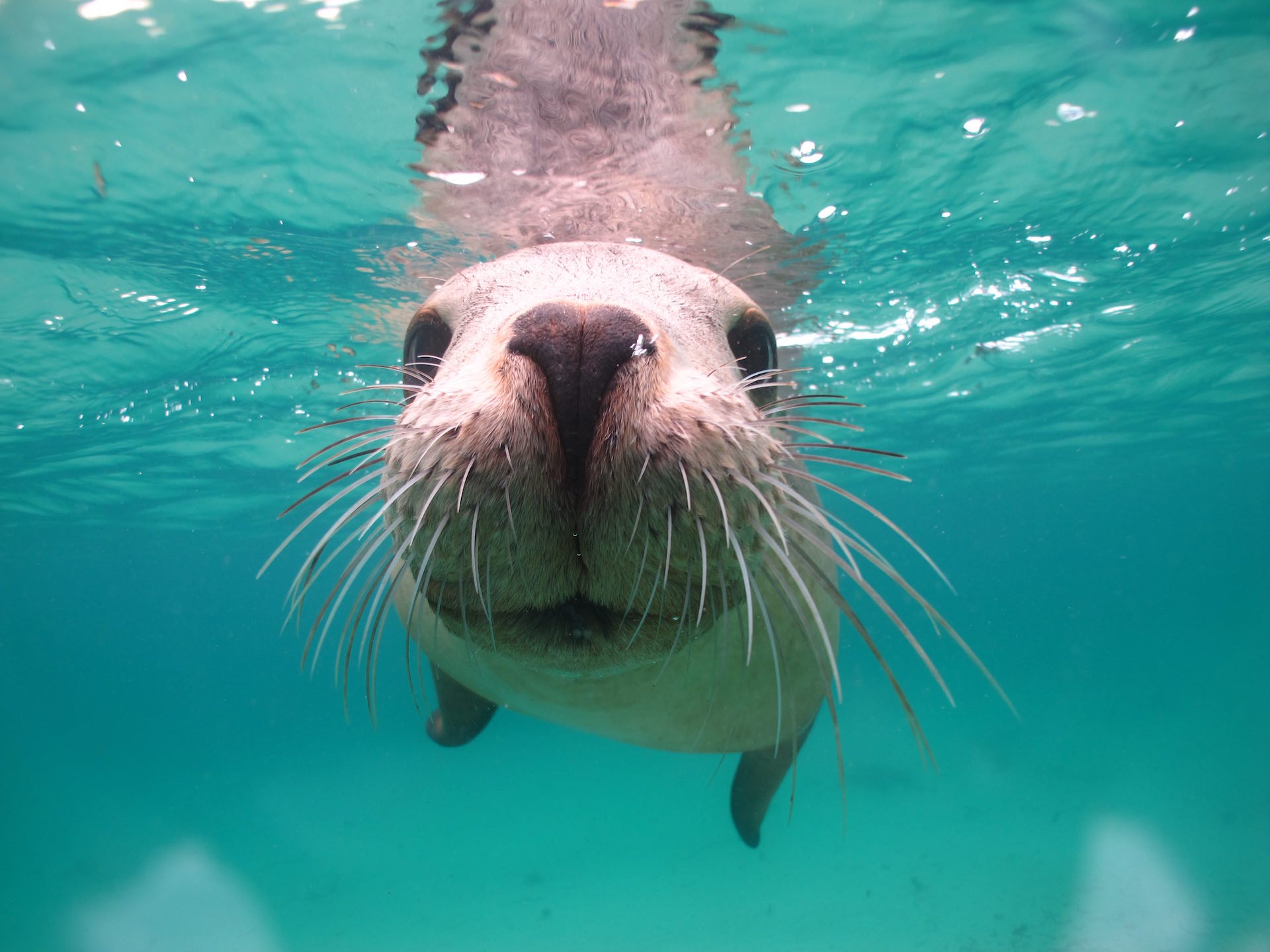 Swim with Sea Lions. Award-winning Adventure Bay Charters!