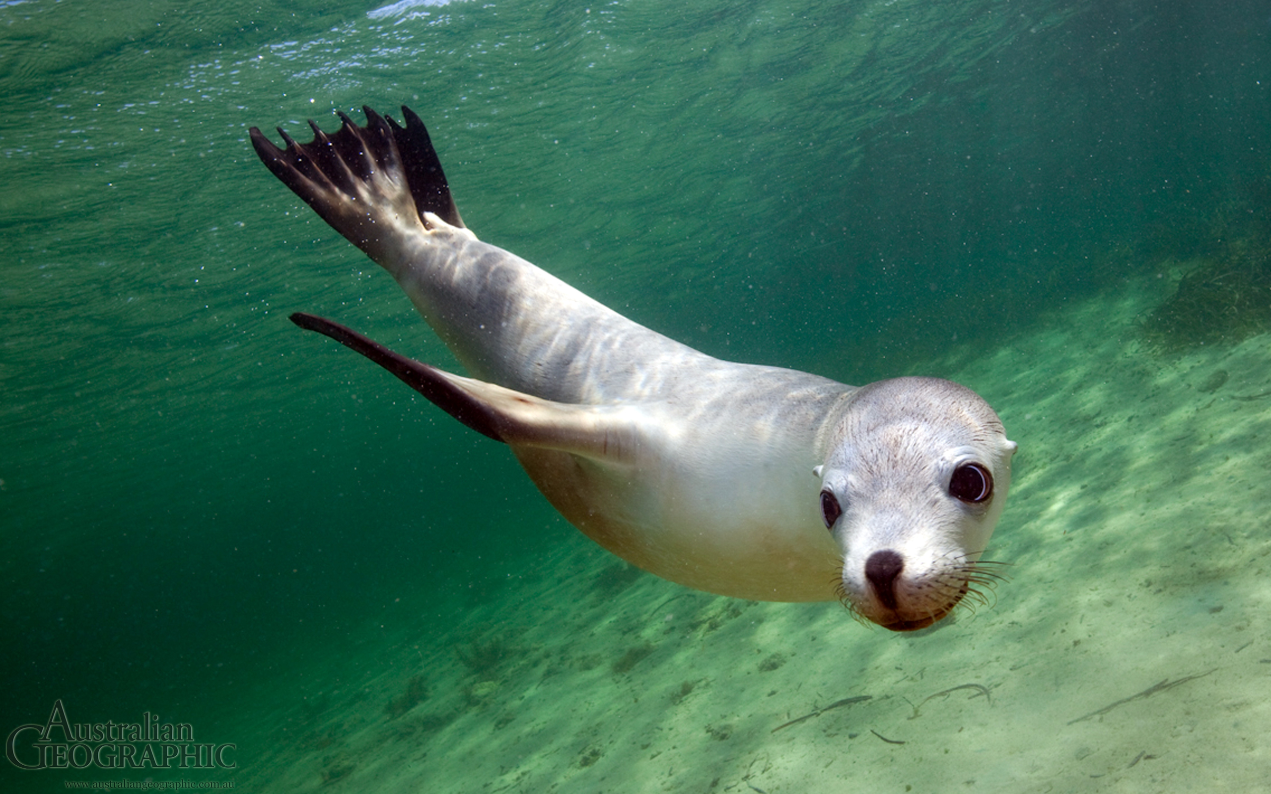 Sea Lion, South Australia - Australian Geographic