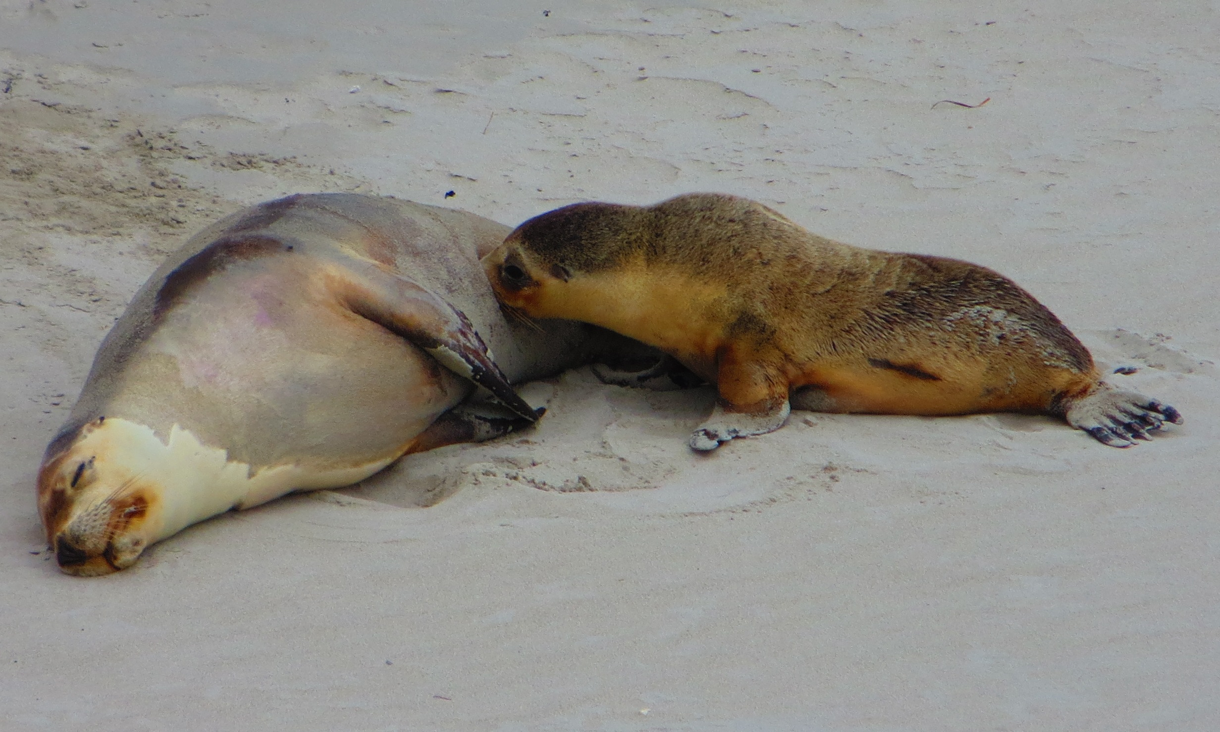 Australian sea lion - Wikipedia