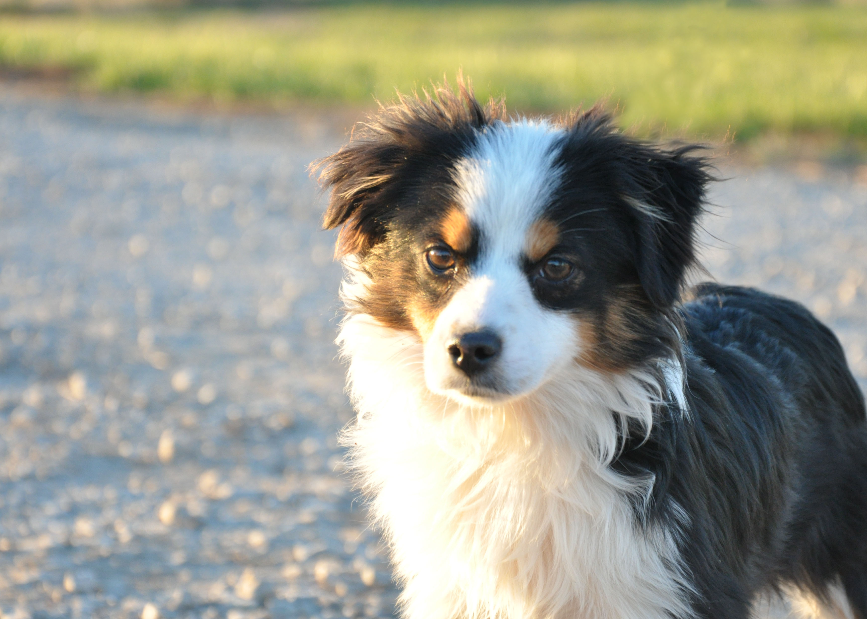 Toy Australian Shepherds - Things To Know About This Breed ...