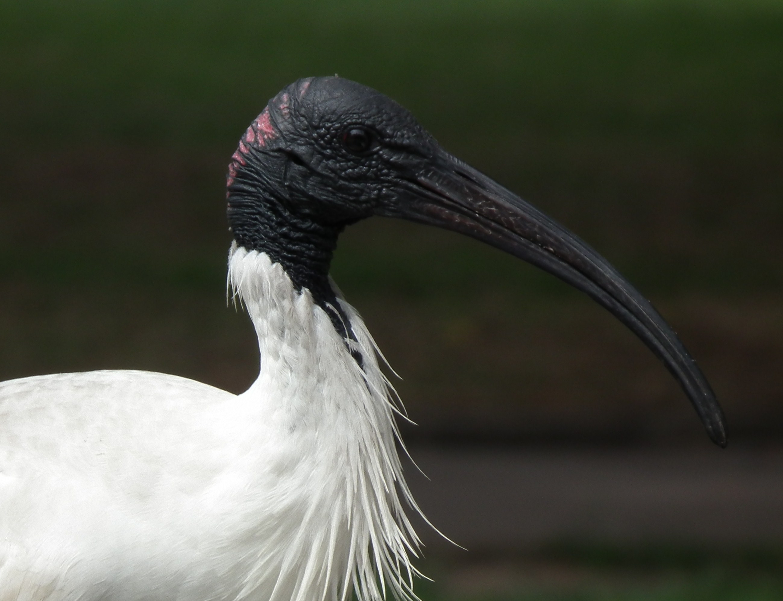 Australian white ibis photo