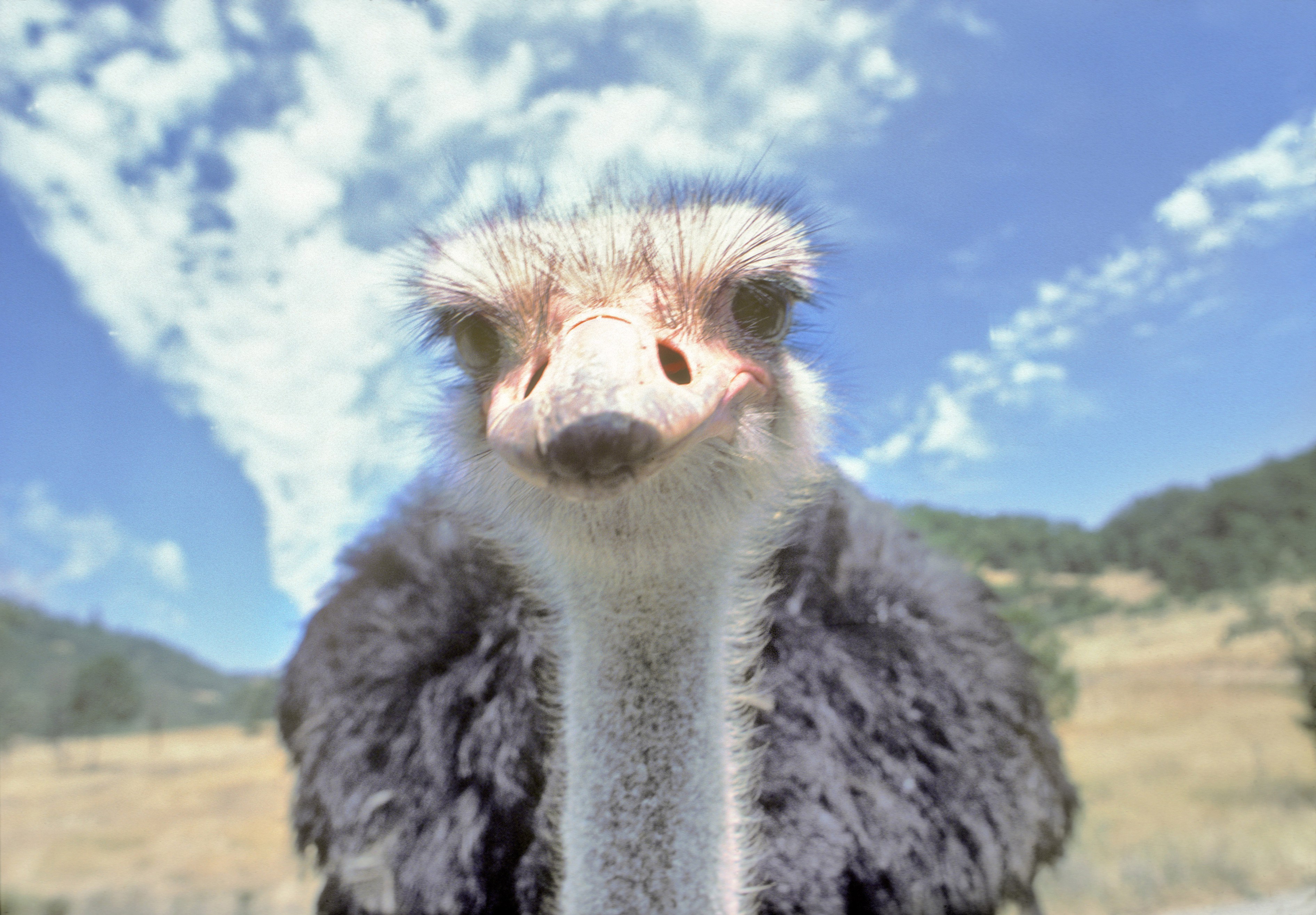 Idaho Finally Makes Rap Battles on Ostriches Illegal -