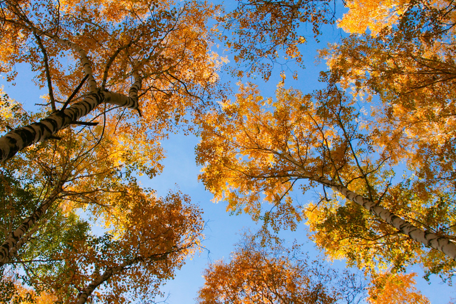Autumn Sky Free Stock Photo - Public Domain Pictures