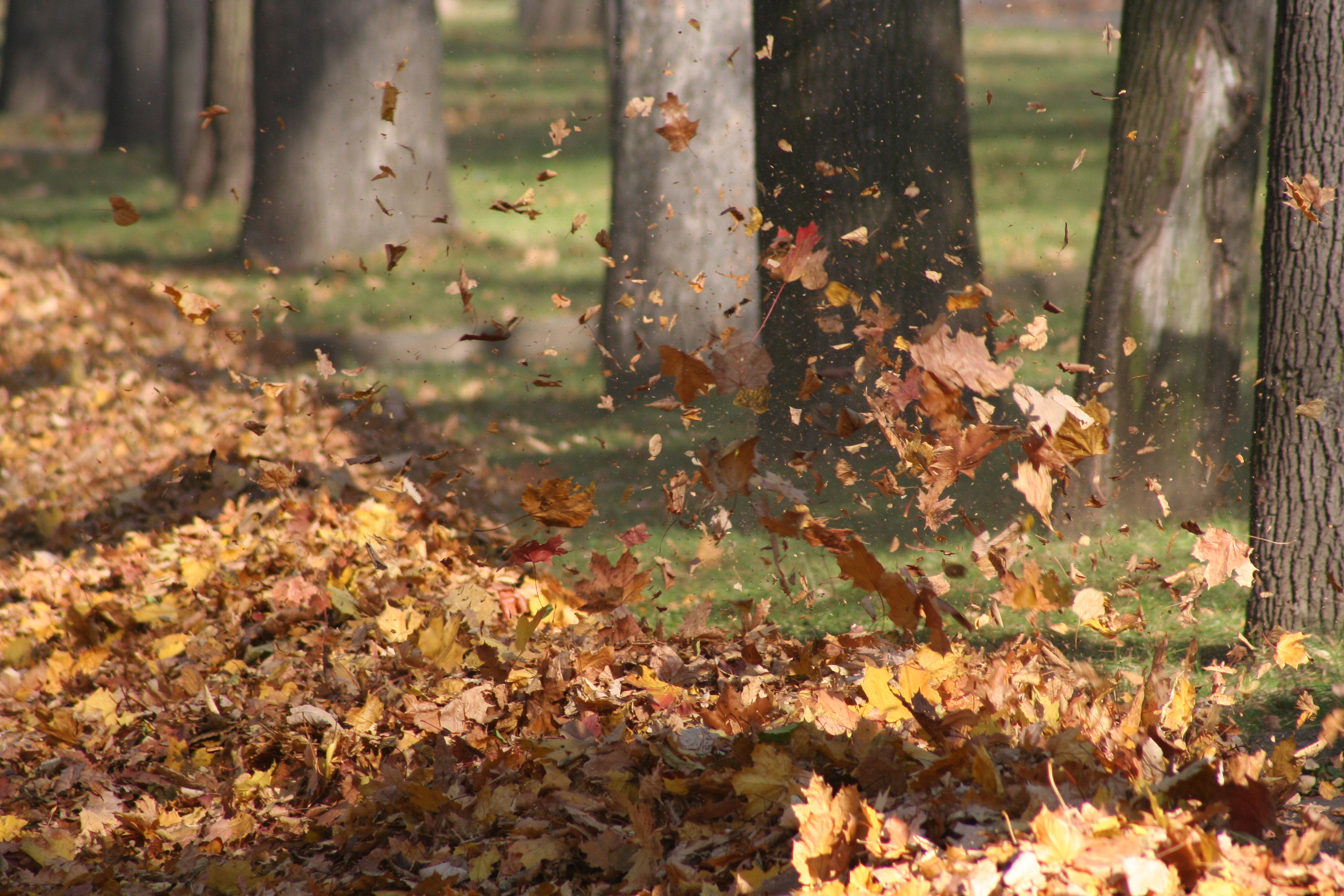File:Autumn.jpg - Wikimedia Commons