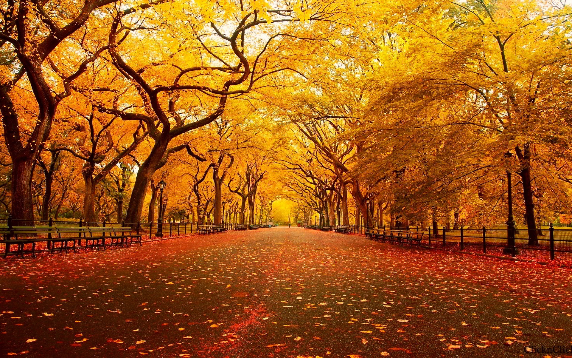 Autumn Park wallpaper - 1479520