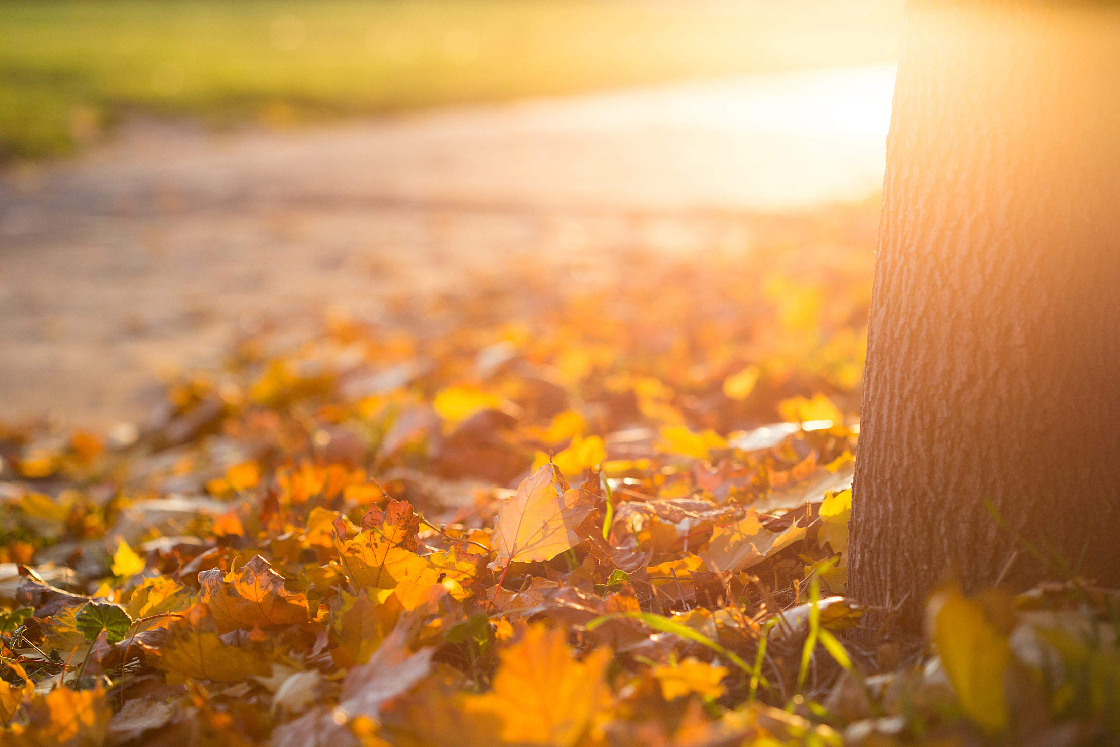 Fall Autumn Leaves on the Ground Free Stock Photo Download | picjumbo