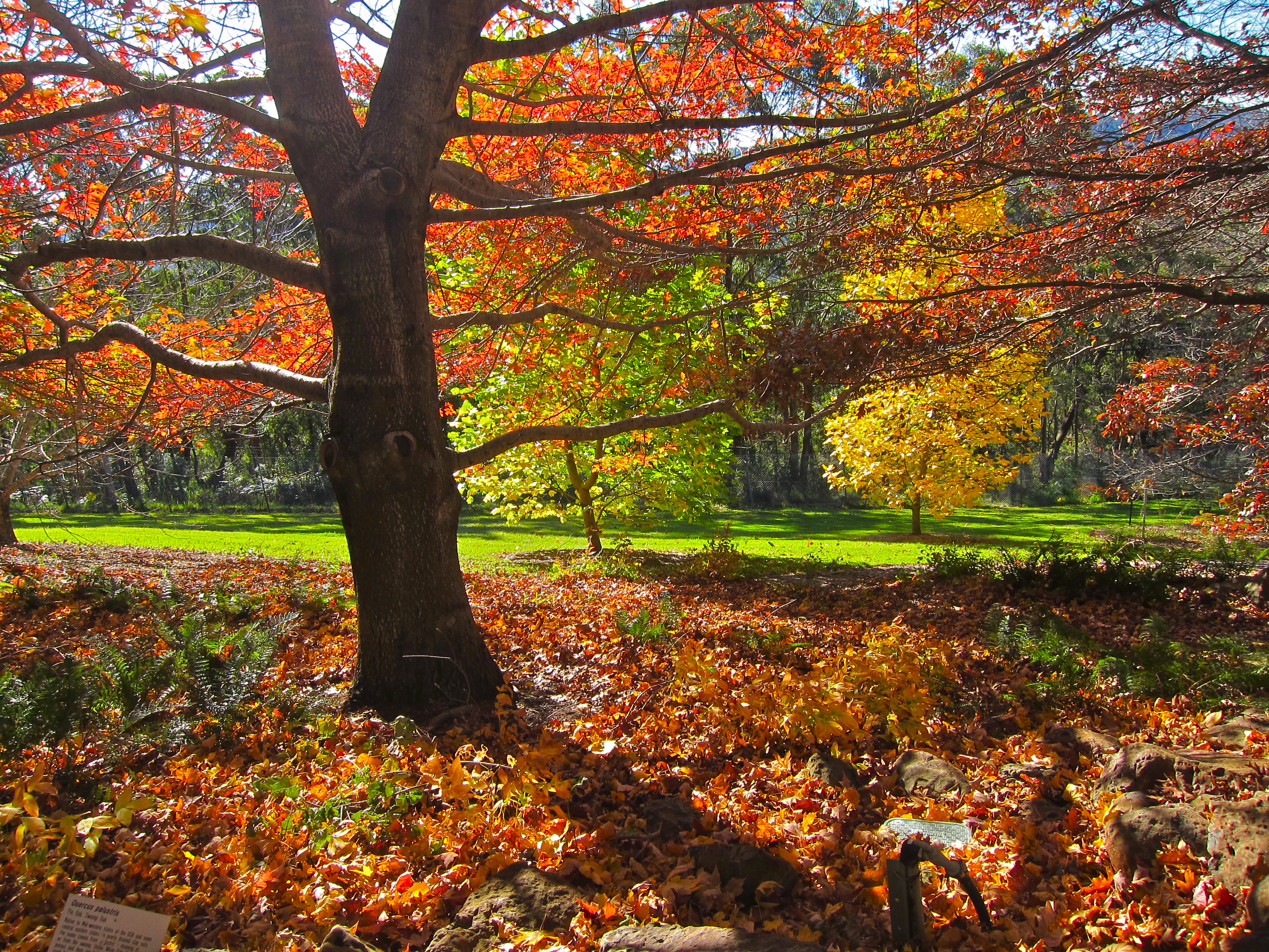 Where to See the Best Autumn Tree Displays in the Blue Mountains ...