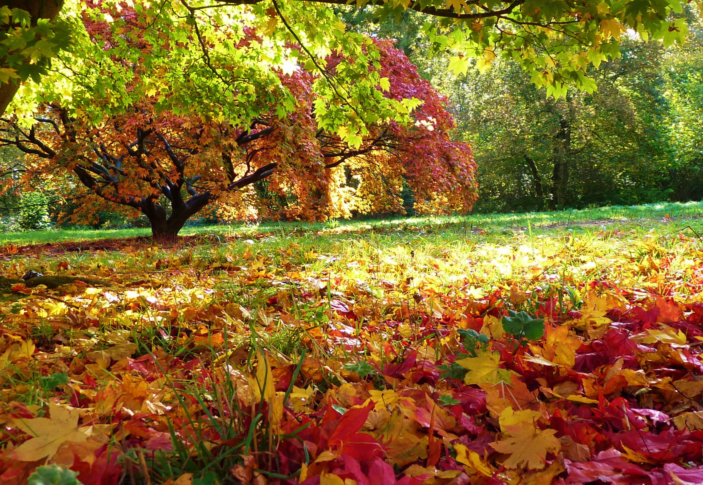 English autumn garden photo