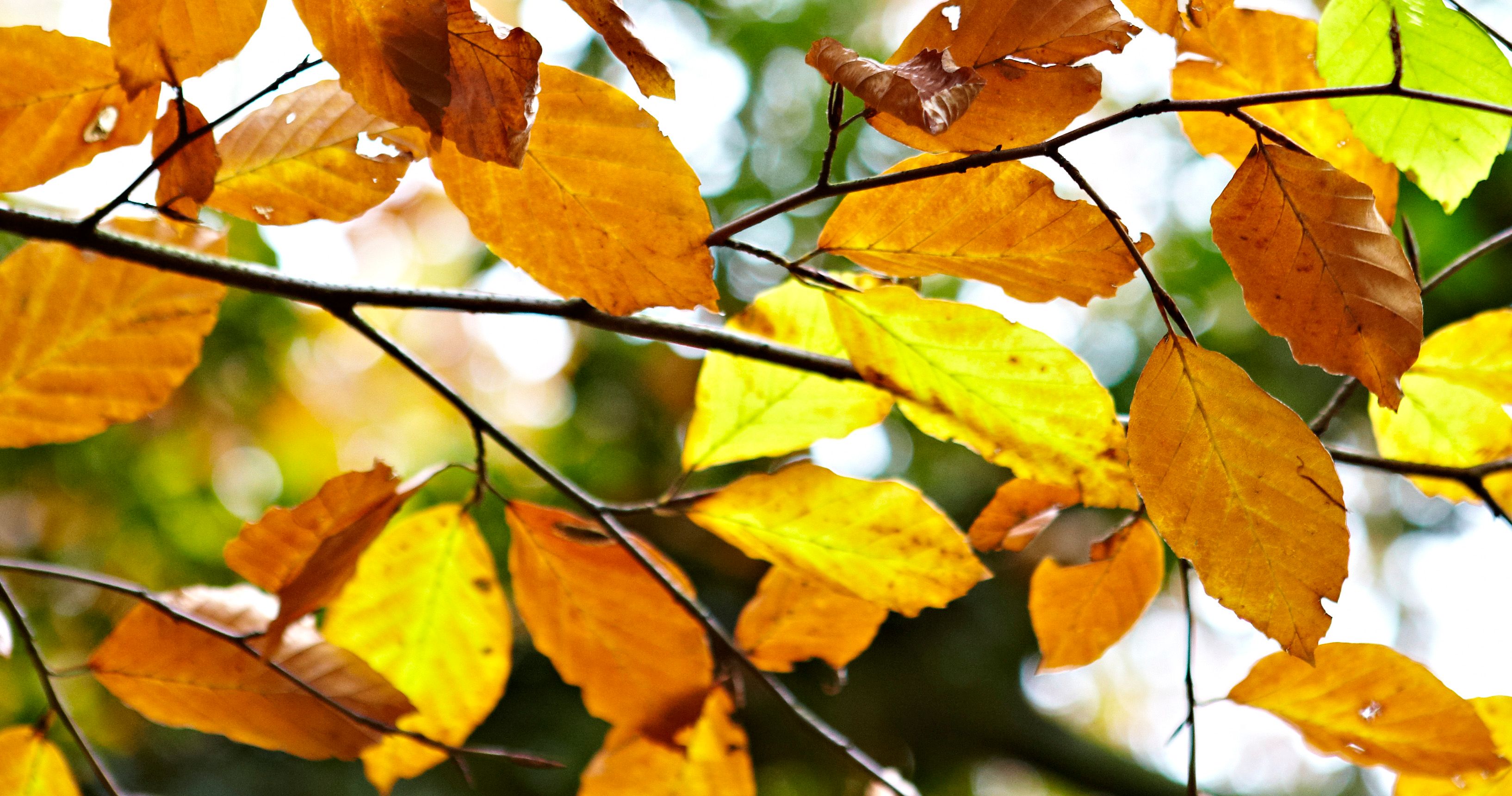 Autumn gardening ideas: Things to do in October | Ideas & Advice ...