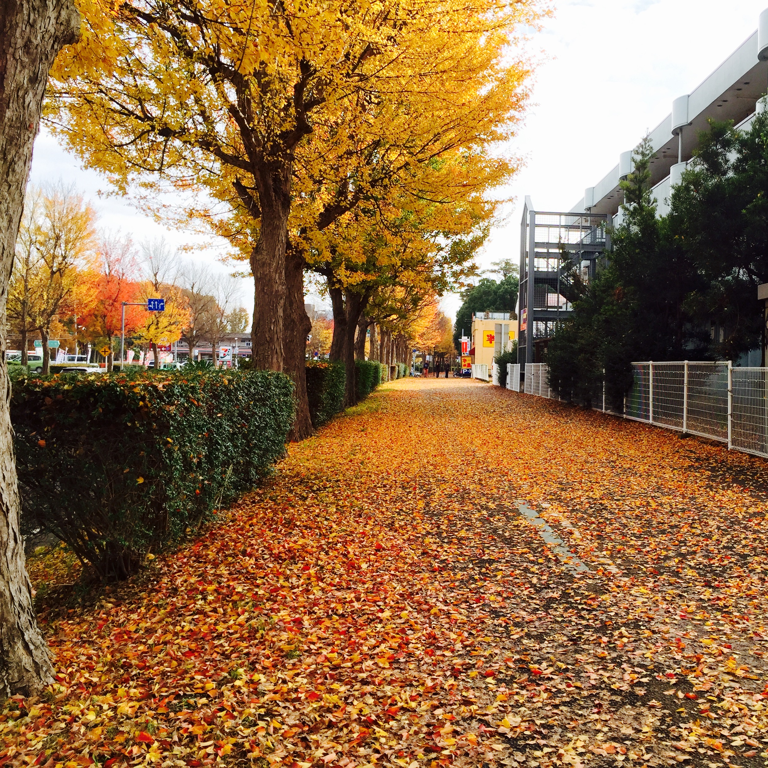 Autumn in Tsukuba | University of Tsukuba English Programs