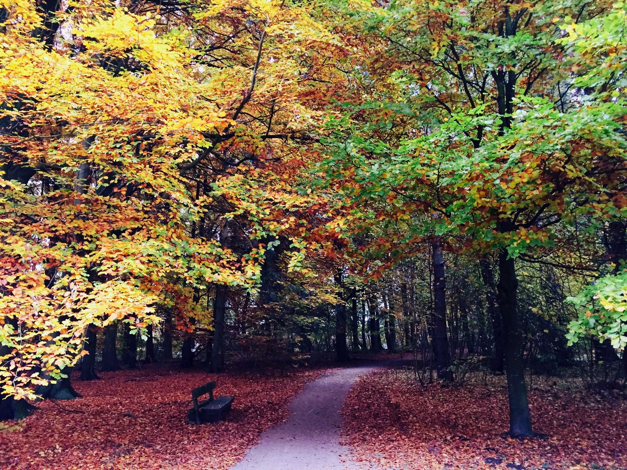 Best Sites for Autumn Leaves in Germany