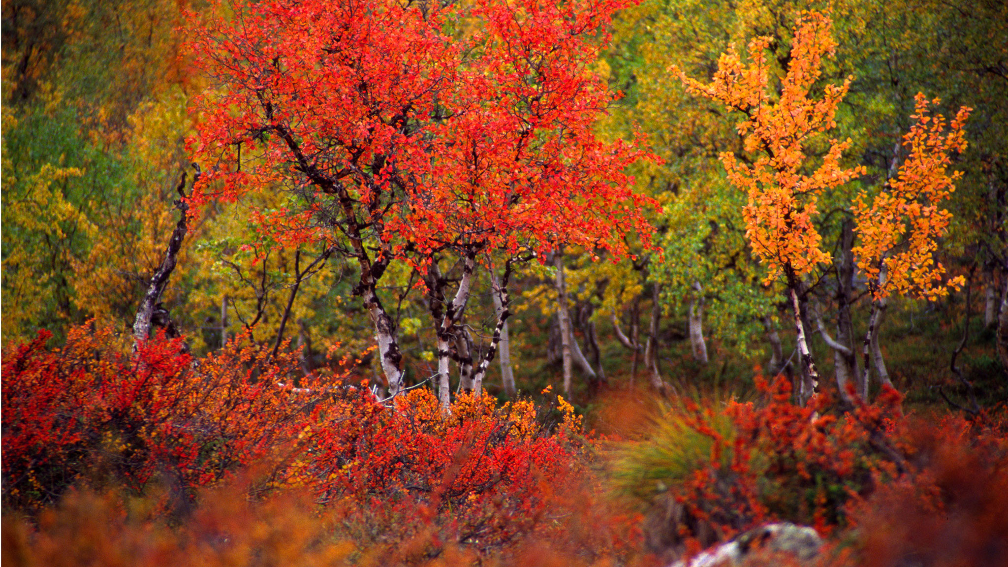 Autumn's brief glory in Finnish Lapland | Financial Times