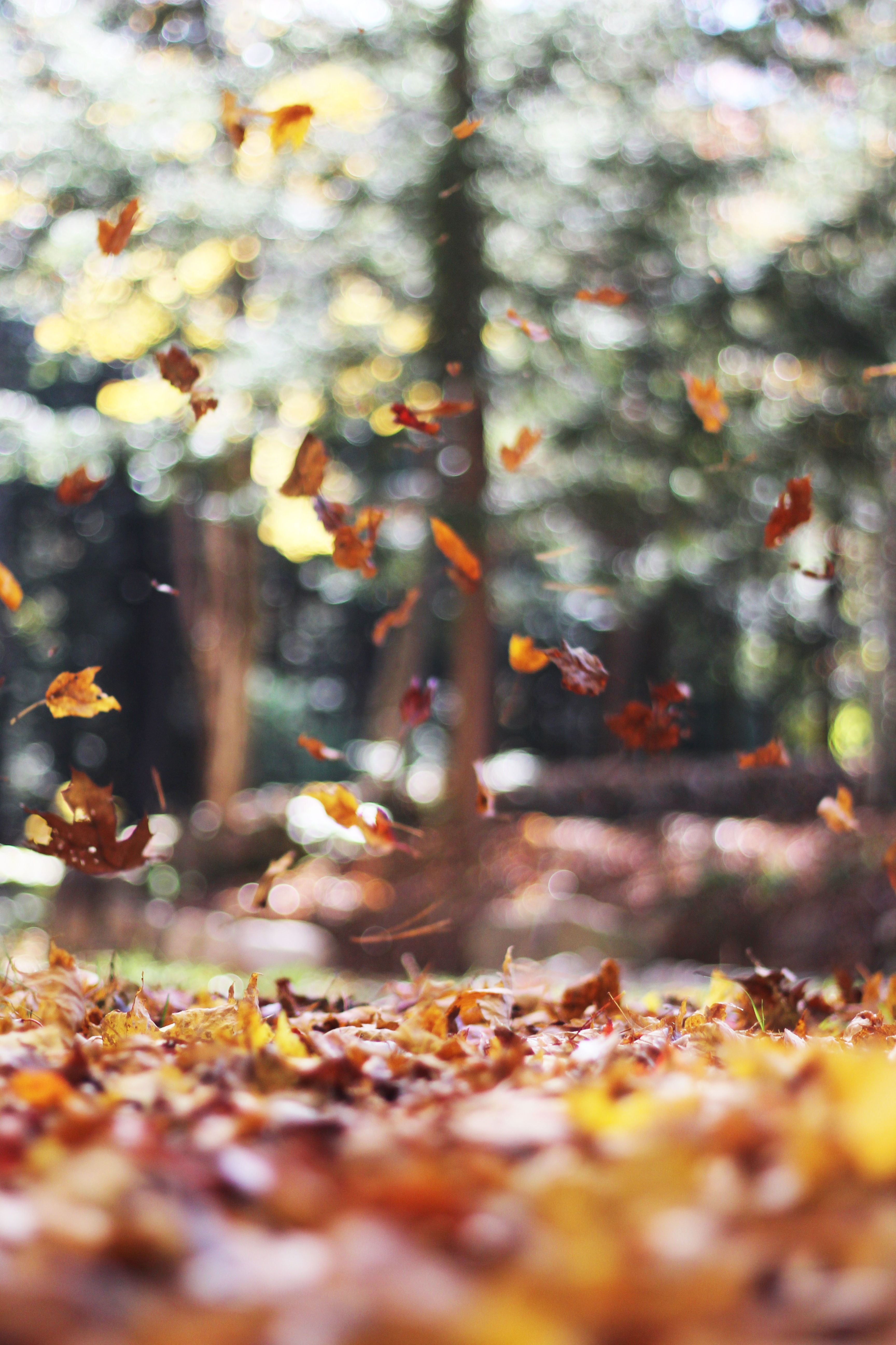 Autumn, Dry, Fall, Fallen, Leaf, HQ Photo