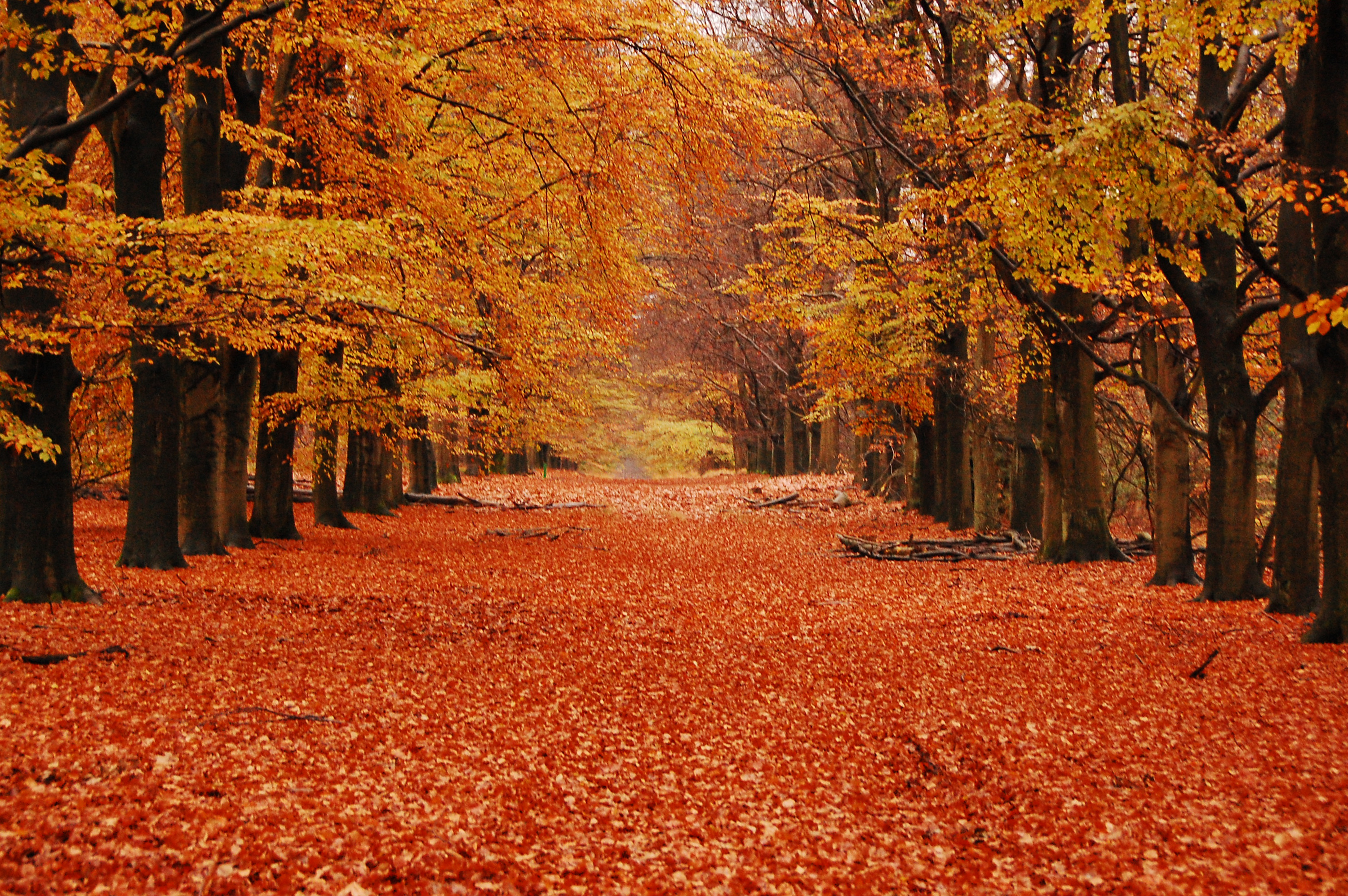 Autumn Season - Daily Devotional