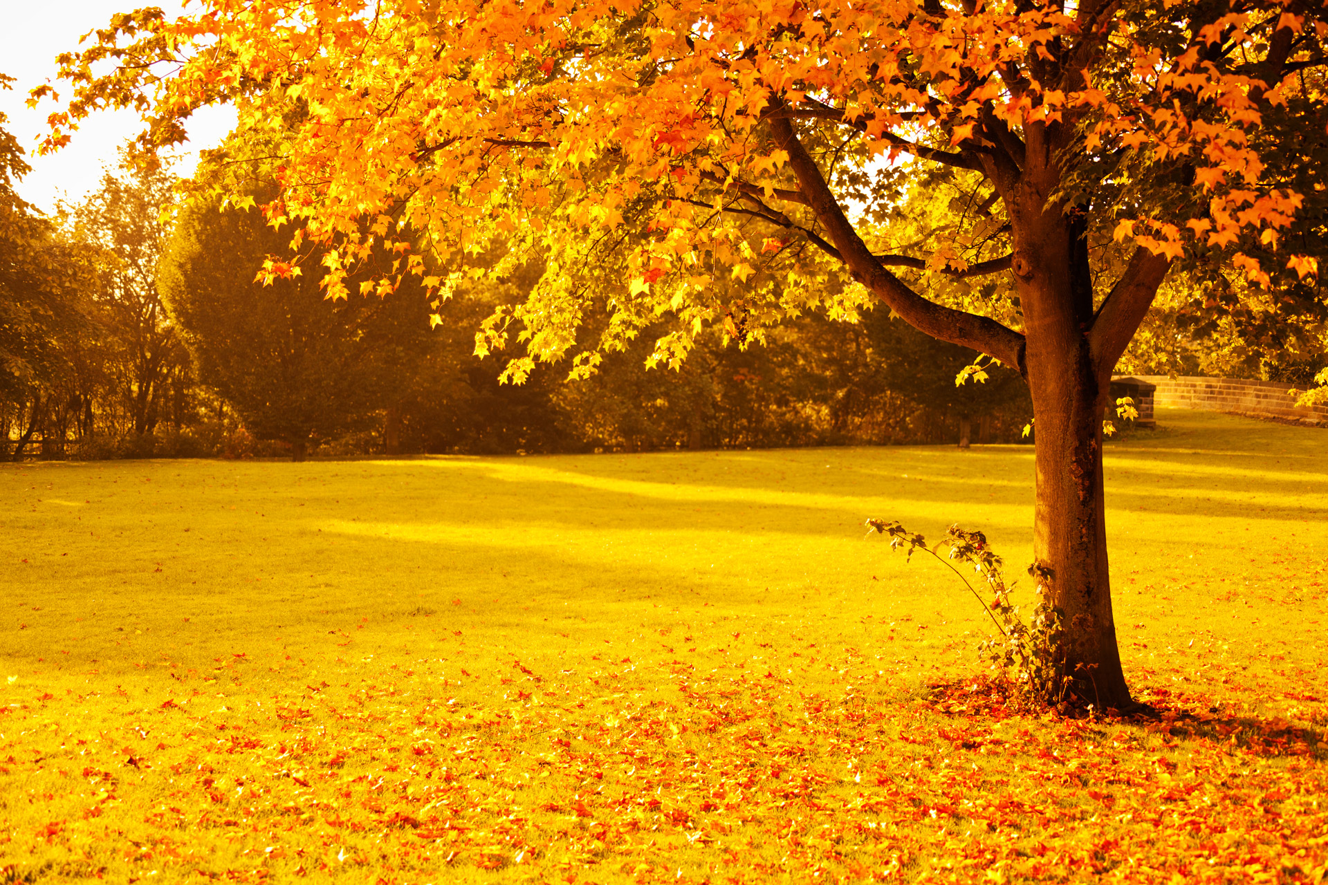 Yellow Autumn Free Stock Photo - Public Domain Pictures