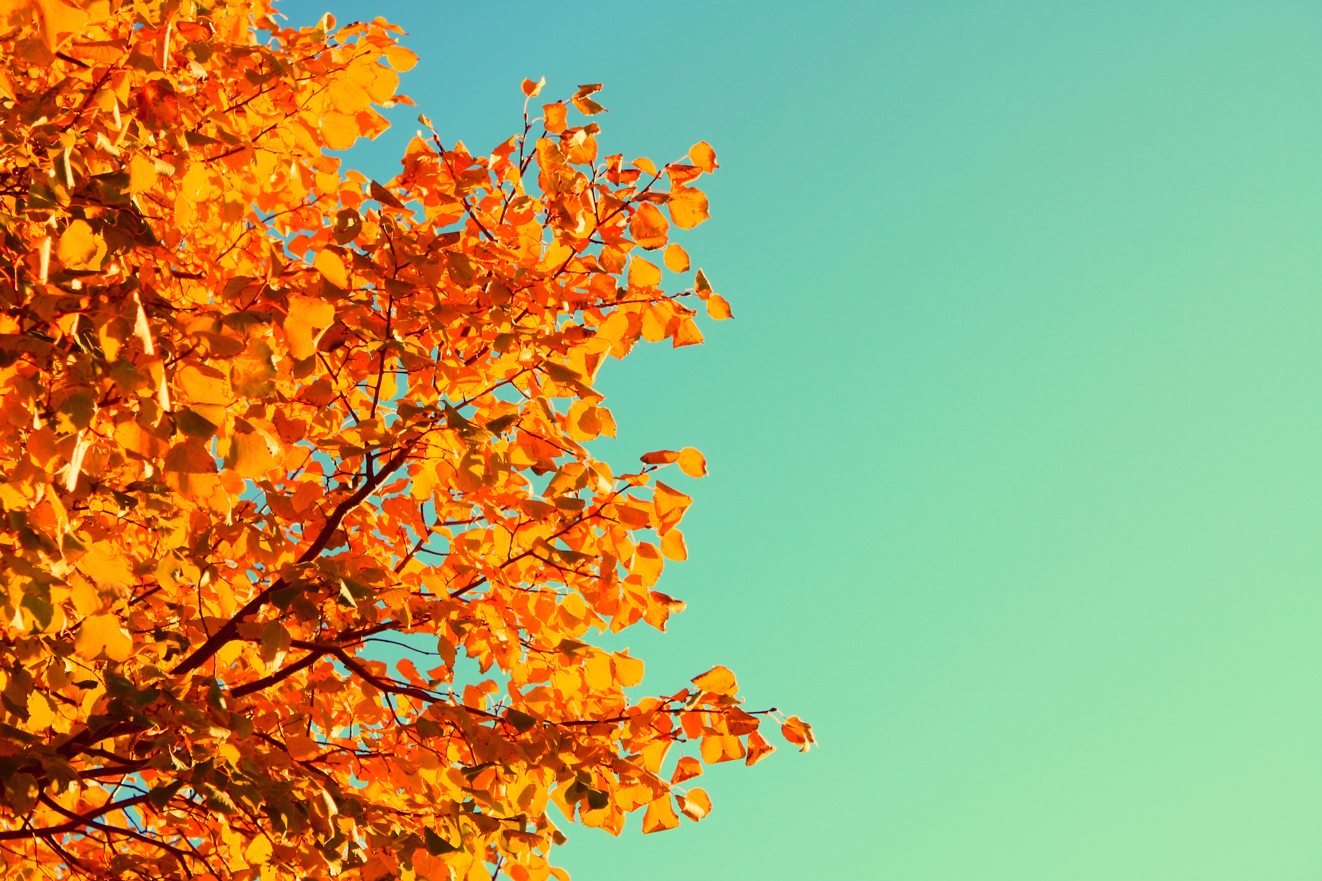 Five Simple Ways to Celebrate the Autumn Equinox