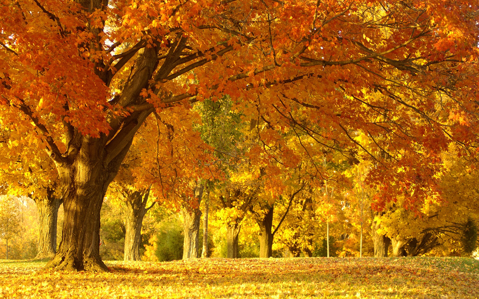 Nature wallpaper autumn trees wallpapers for free download about ...