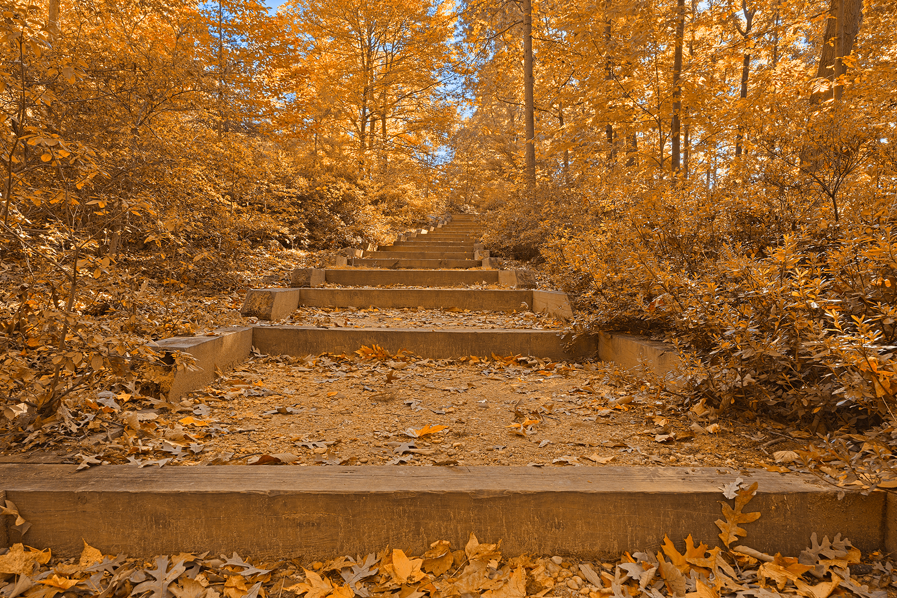Autumn arboretum stairway - golden age nostalgia hdr photo
