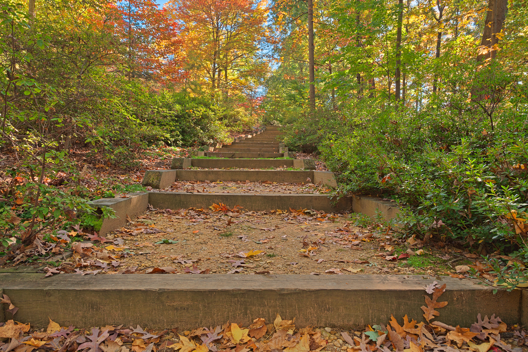 Autumn arboretum stairway - hdr photo