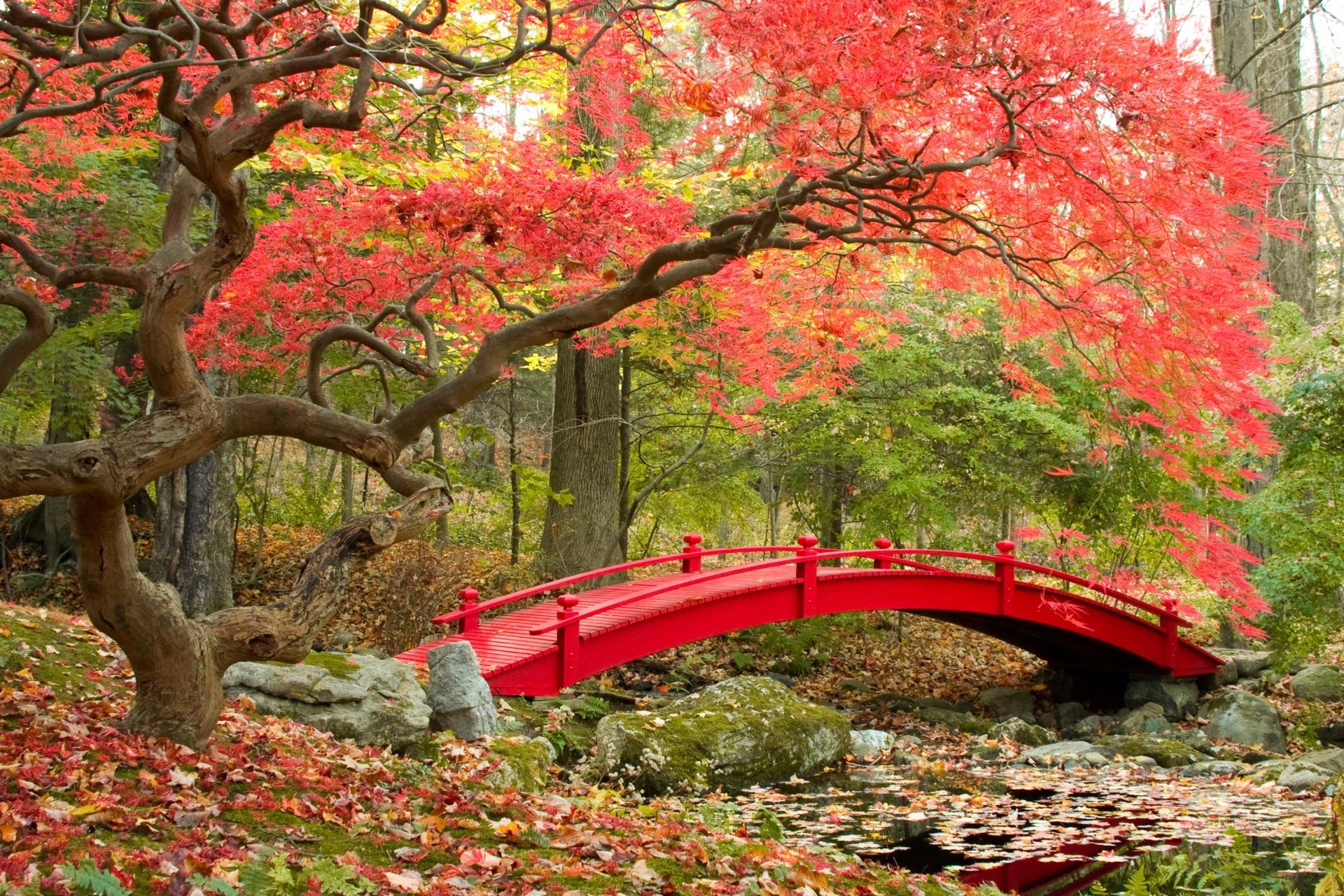 Японский сад. | Японский сад. | Pinterest | Dream garden, Image ...