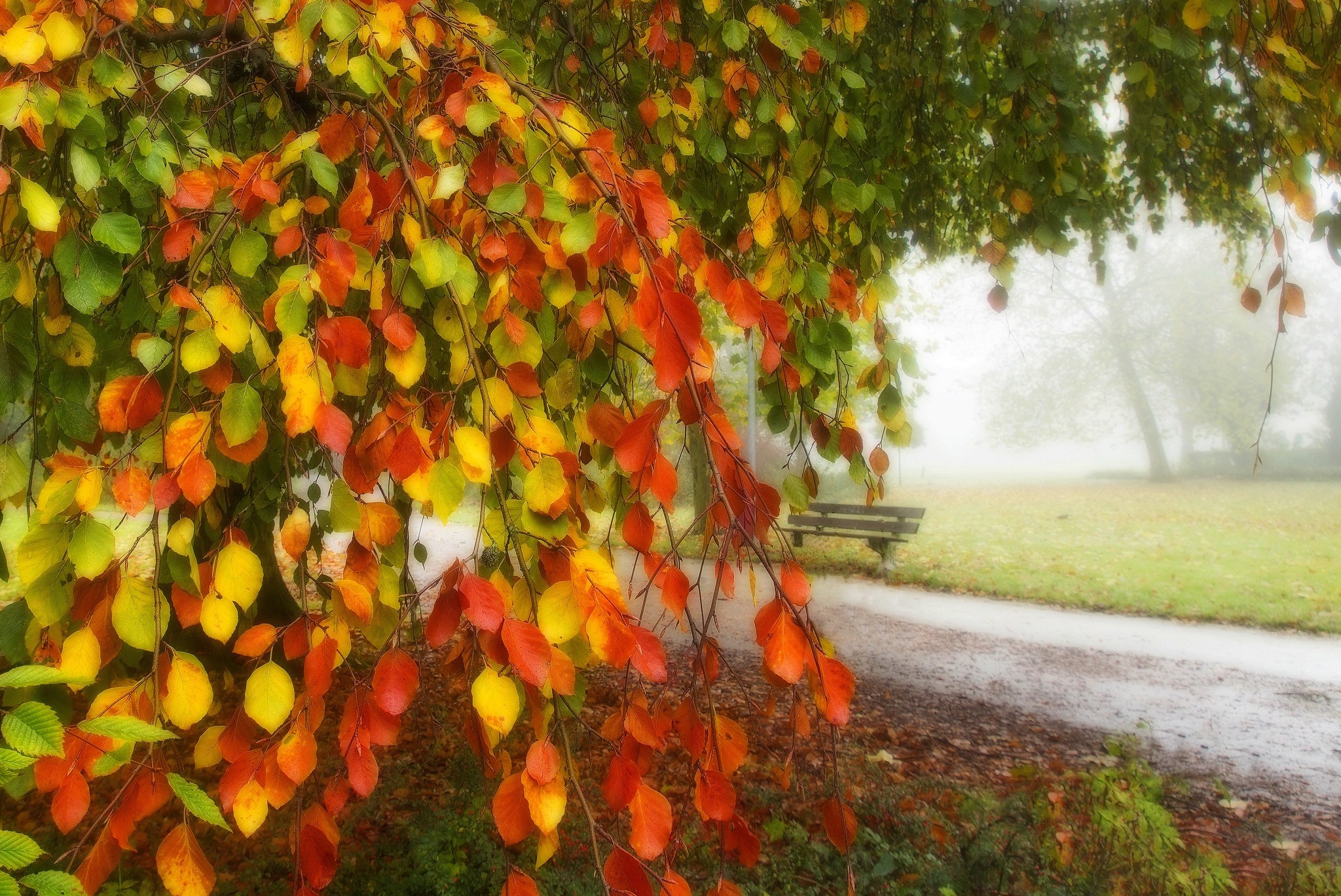 Miscellaneous Nature Fall Splendor Bench Autumn Beauty Alley Leaves ...