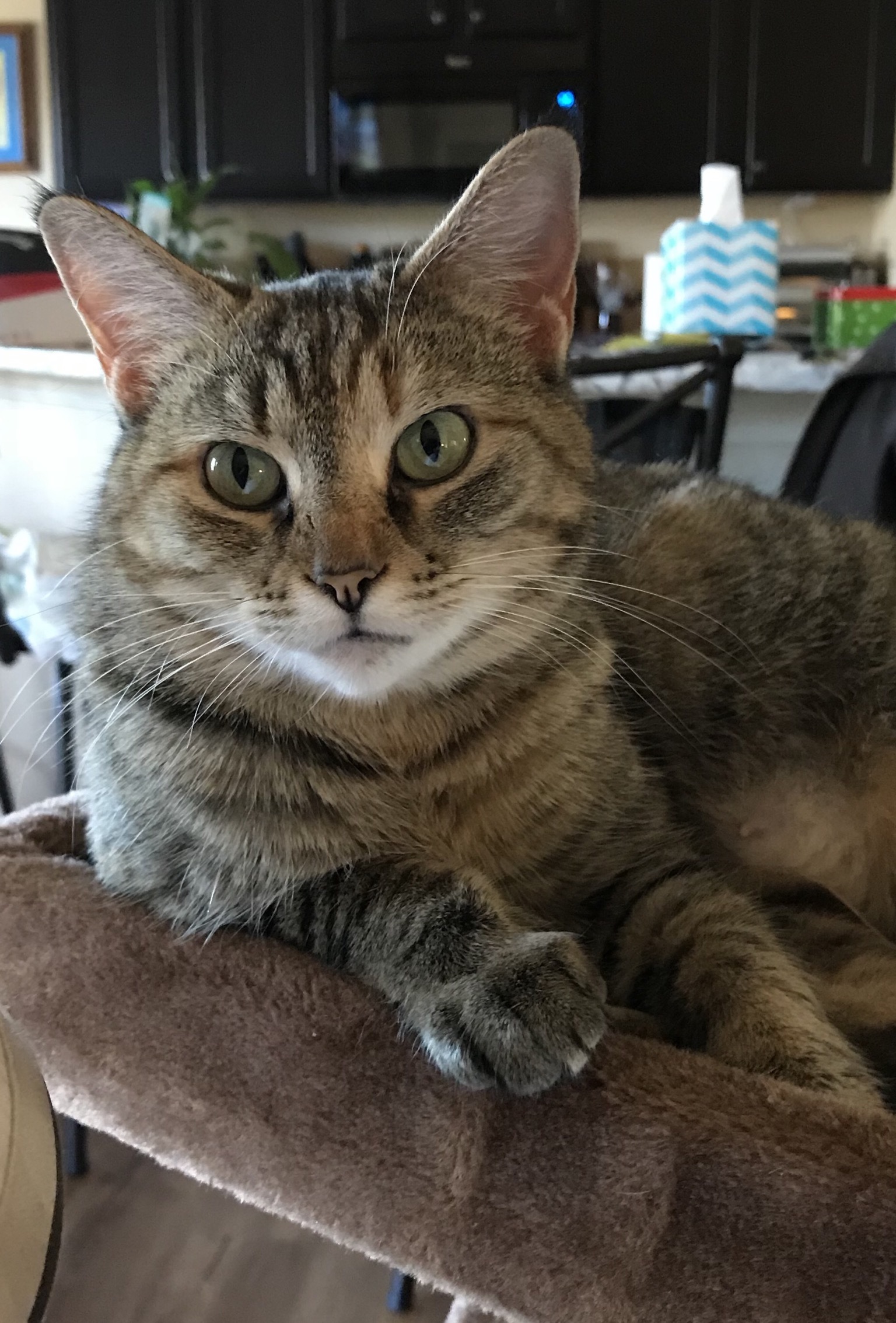 Cat for Adoption – AUTUMN, near Crossville, TN | Petfinder