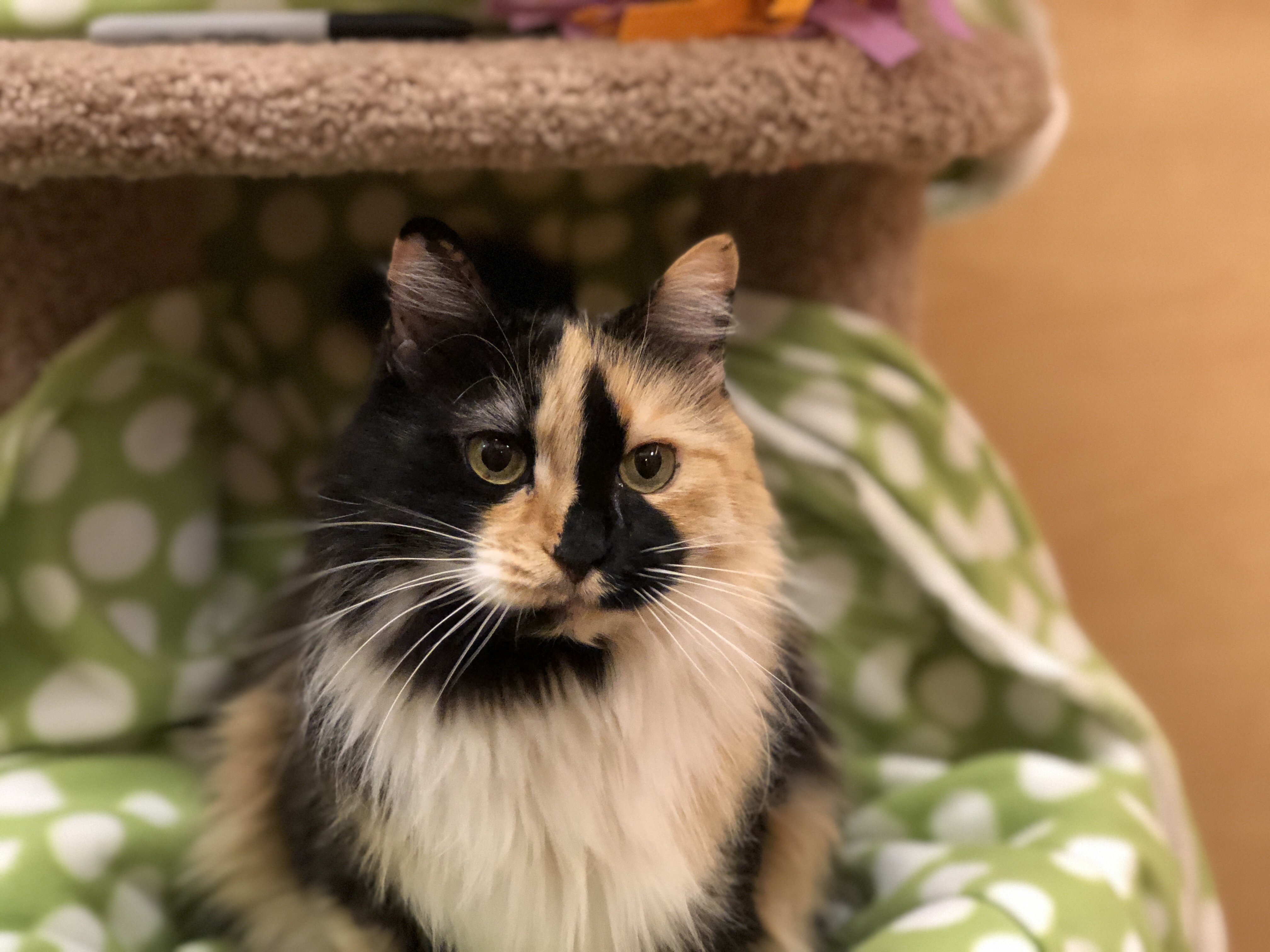 Cat for Adoption – Autumn, near Foothill Ranch, CA | Petfinder