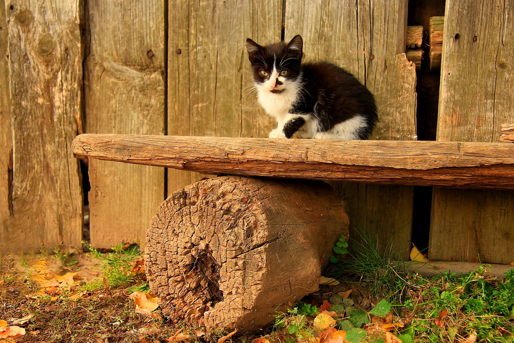 Cats Wood Leaves Fall Fluffy Cat Adorable Lazy Sweet Cute Kitty ...