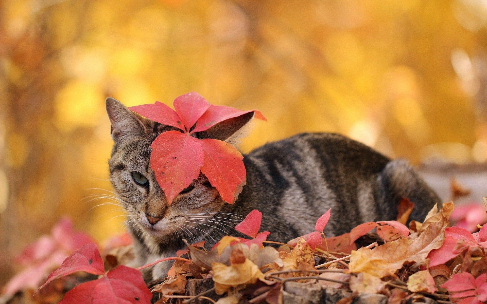 Animals Cat Animal Autumn Cats Wallpapers Wild ~ Cats HD 16:9 High ...