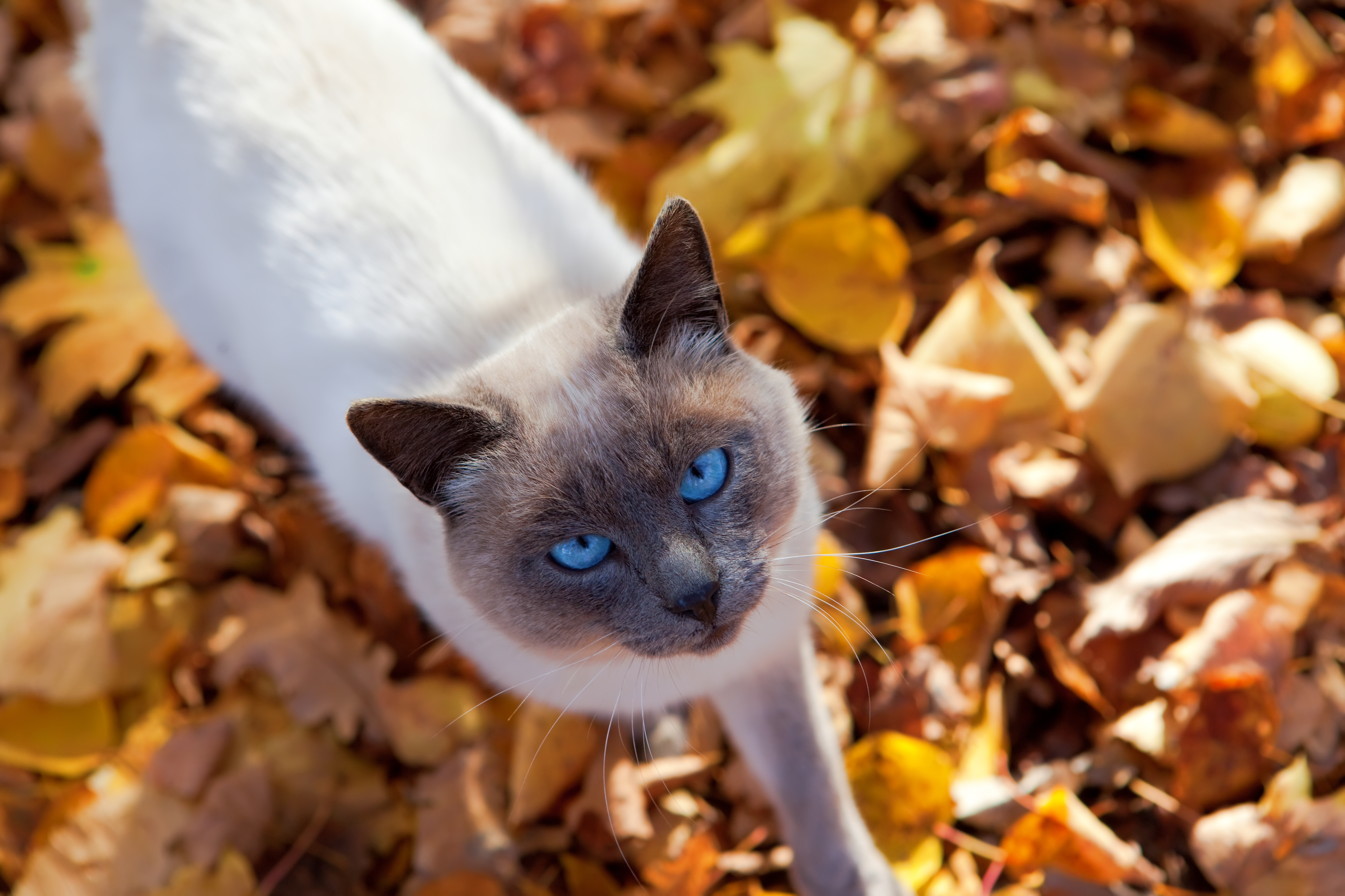 Autumn cat photo