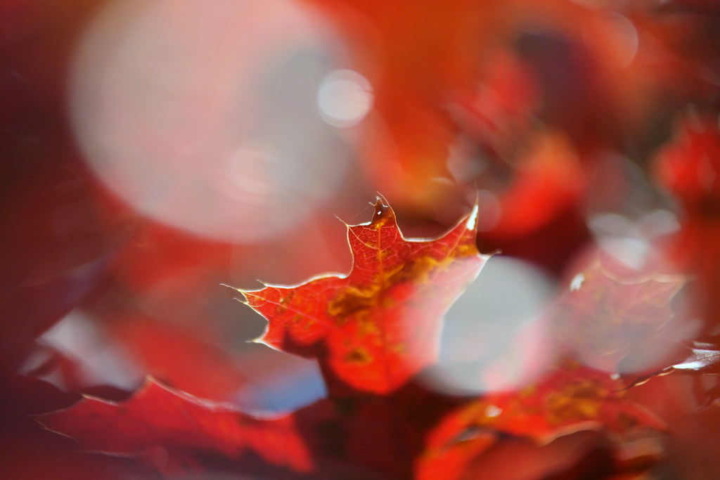 Autumn colors photo