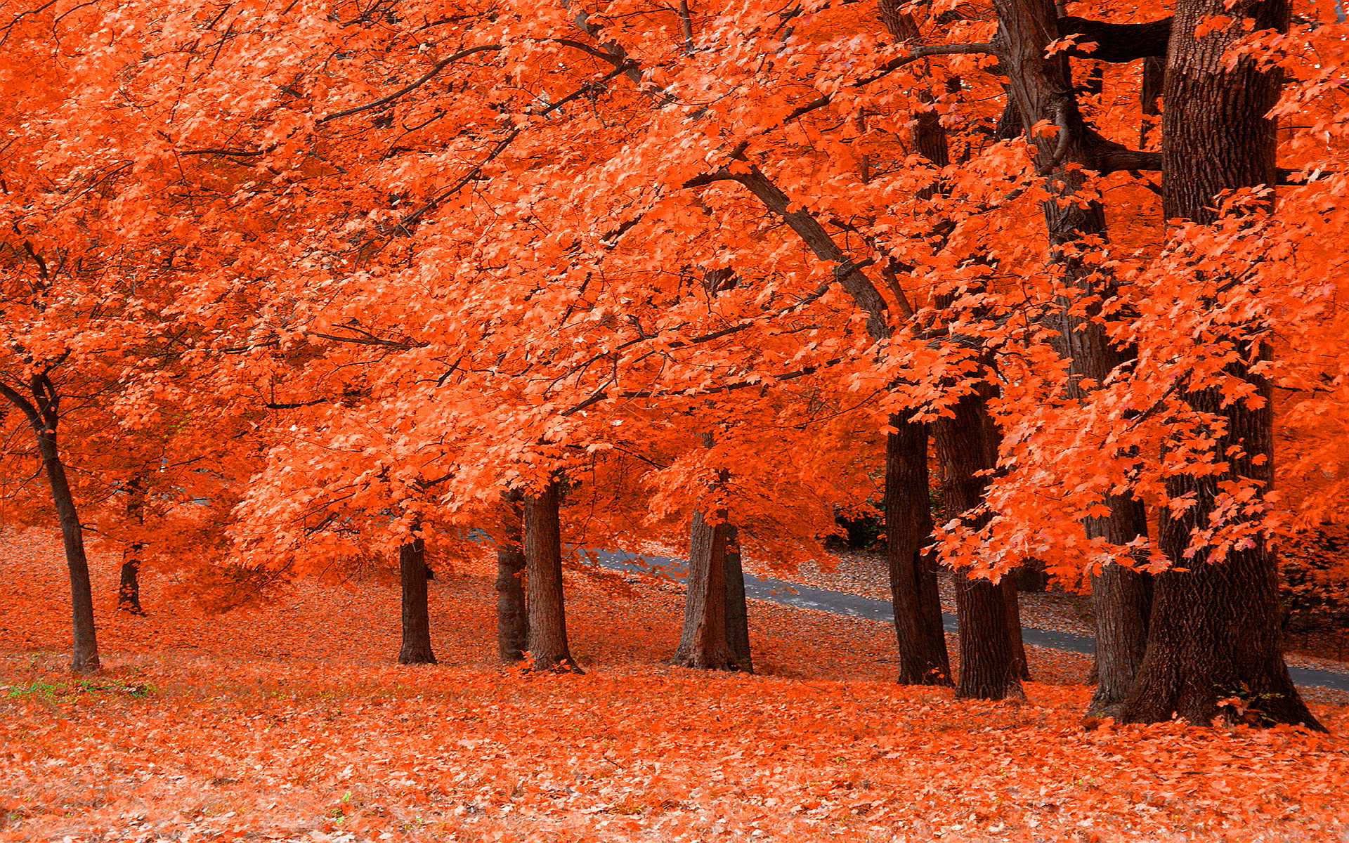 Autumn colors #6910944