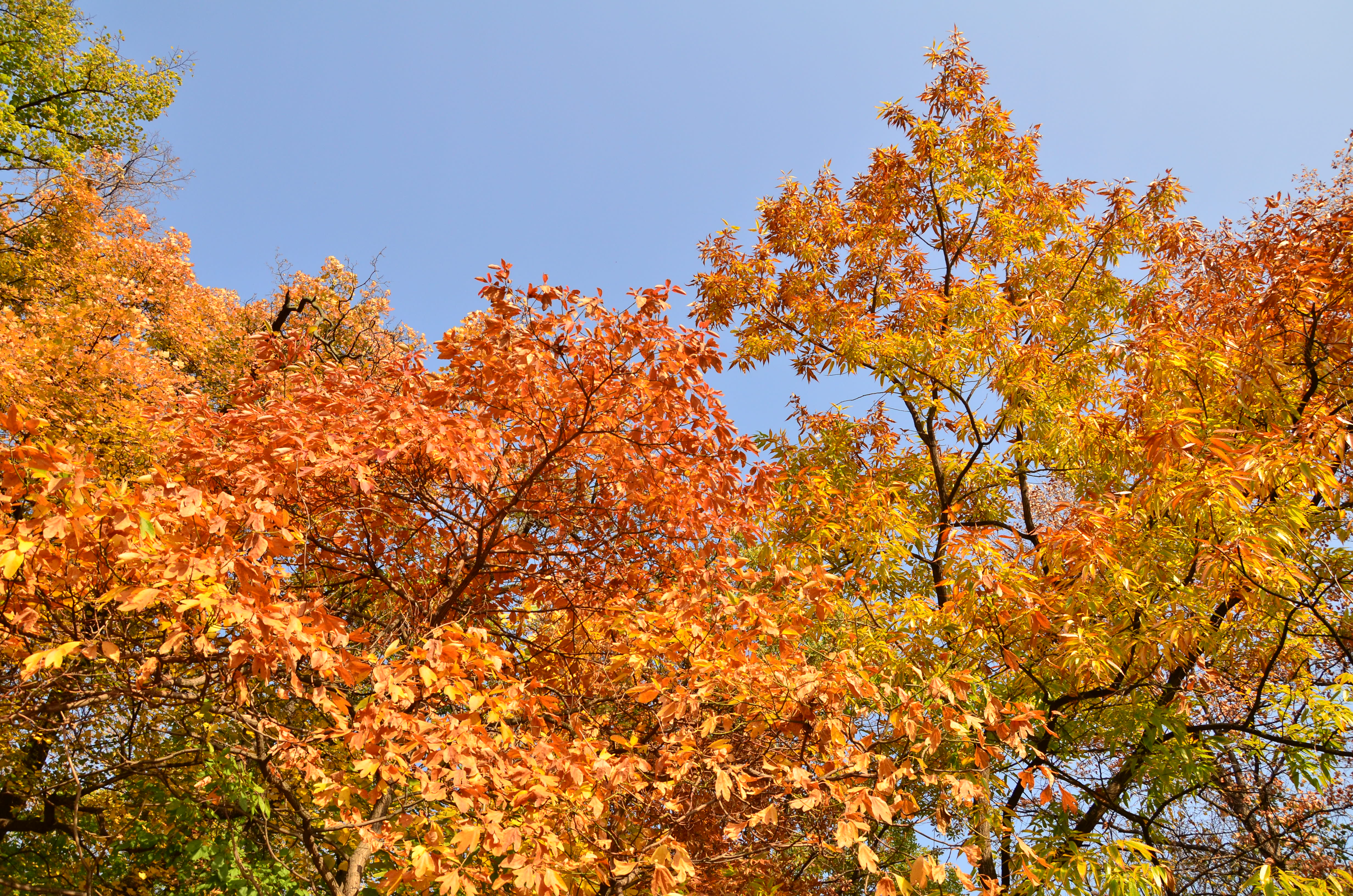 Autumn colors photo
