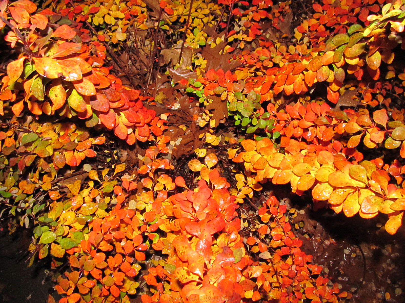 Screaming Autumn Colors! | Aatos Beck 2