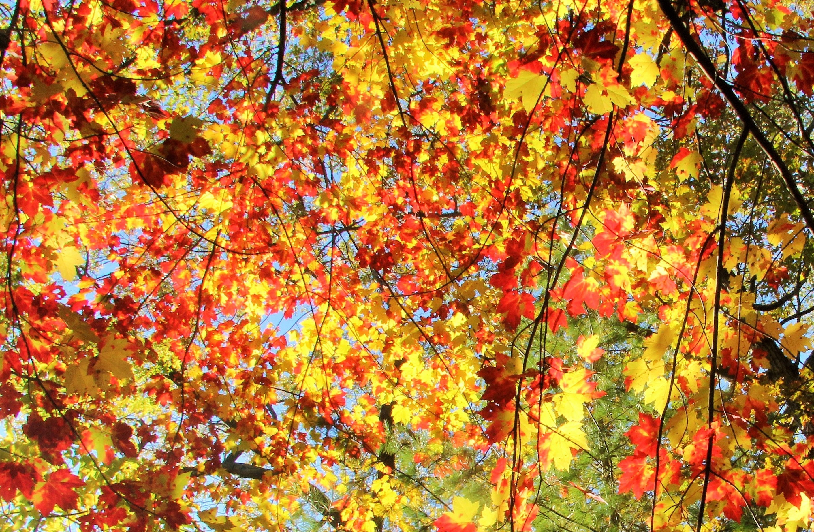 A blaze of colour: autumn comes to Canada - The Travelling Boomer