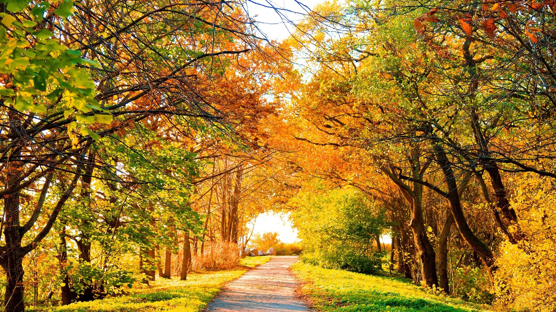 Forests: Path Red Yellow Nature Autumn Beautiful Leaves Trees Road ...