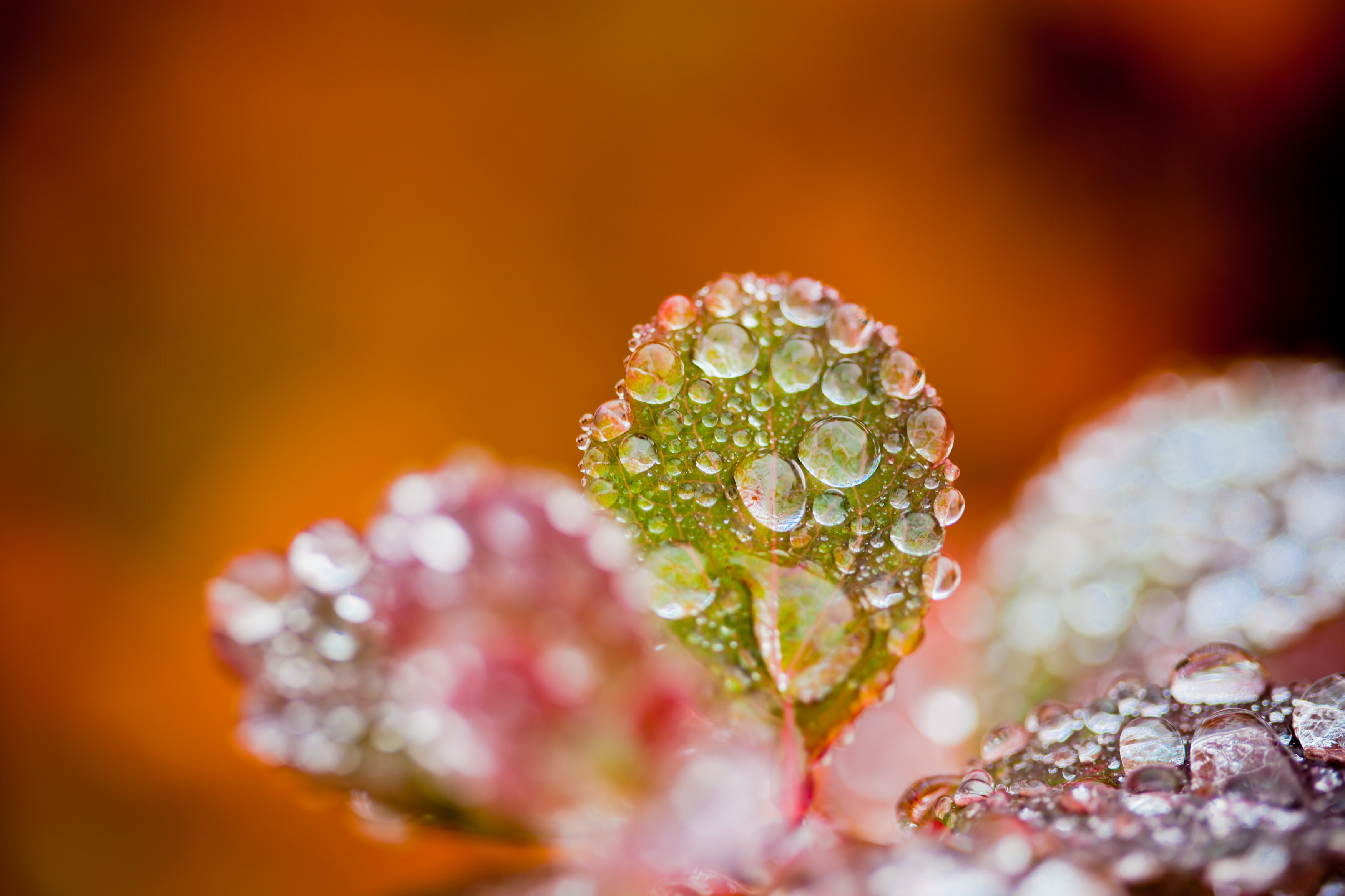 Autumn foliage - droplets on leaf photo