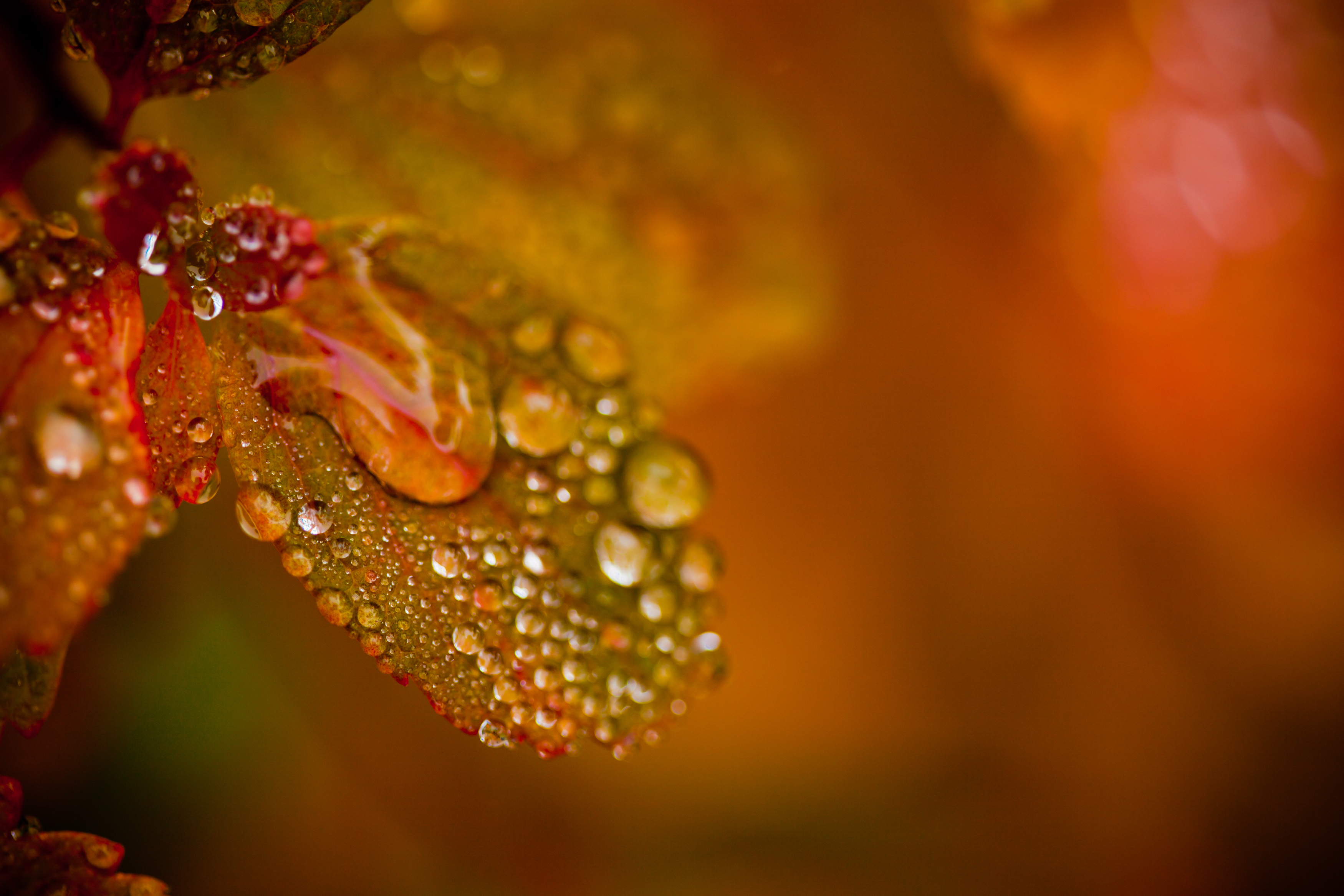 Droplets on Autumn Foliage