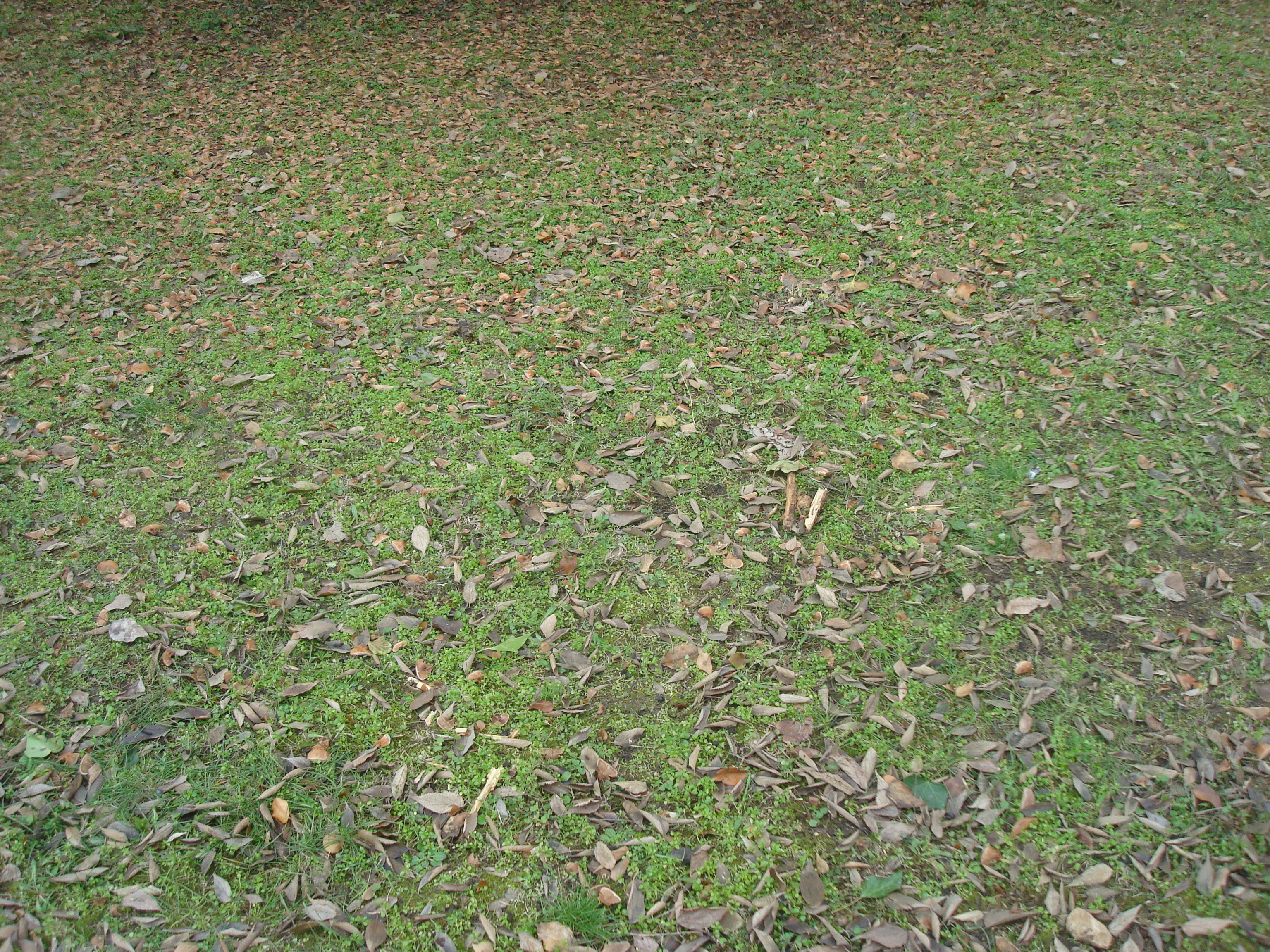 Autumn forest ground photo