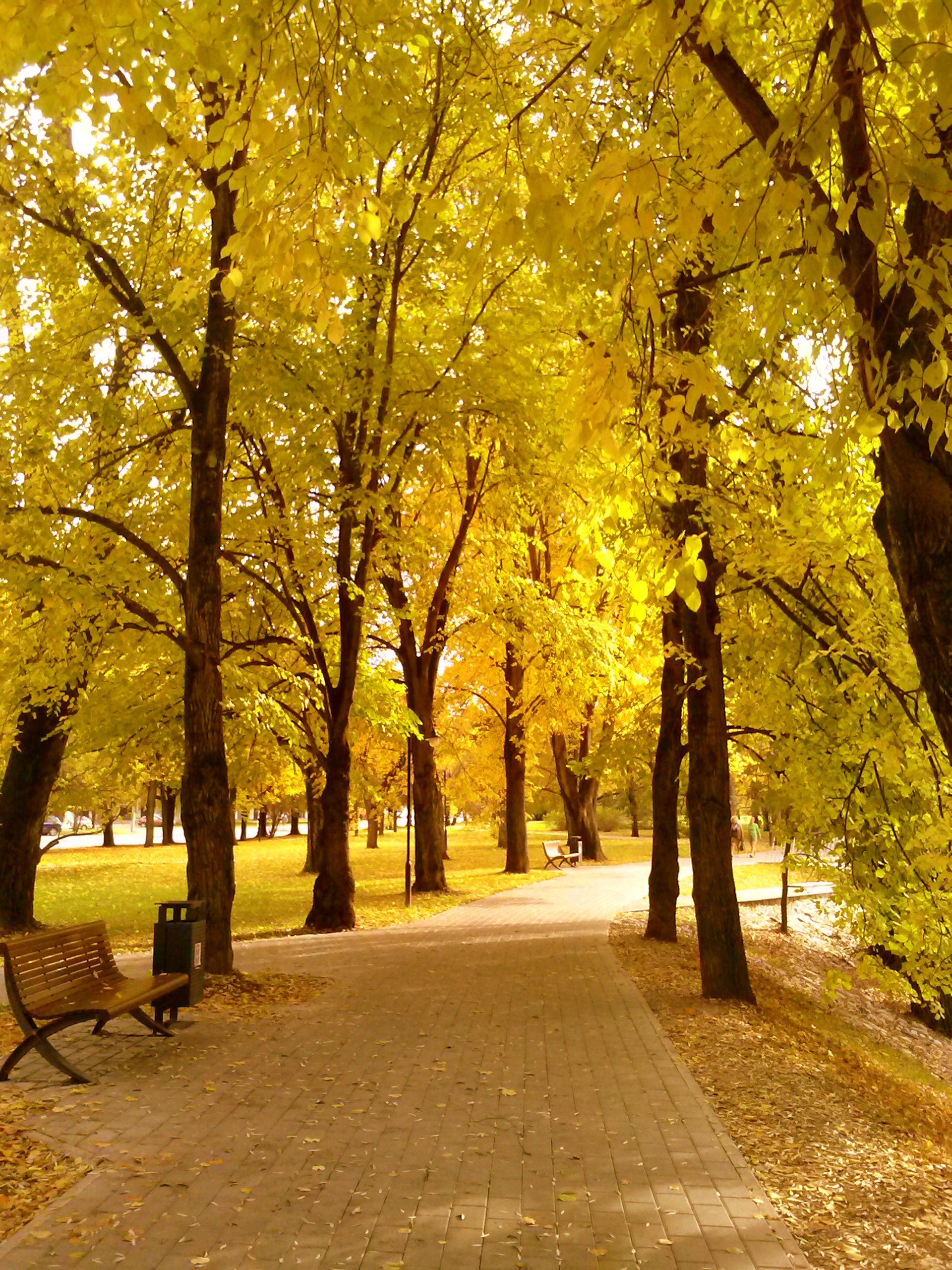 Tartu / Estonia / Autumn / Yellow | Just that | Pinterest ...