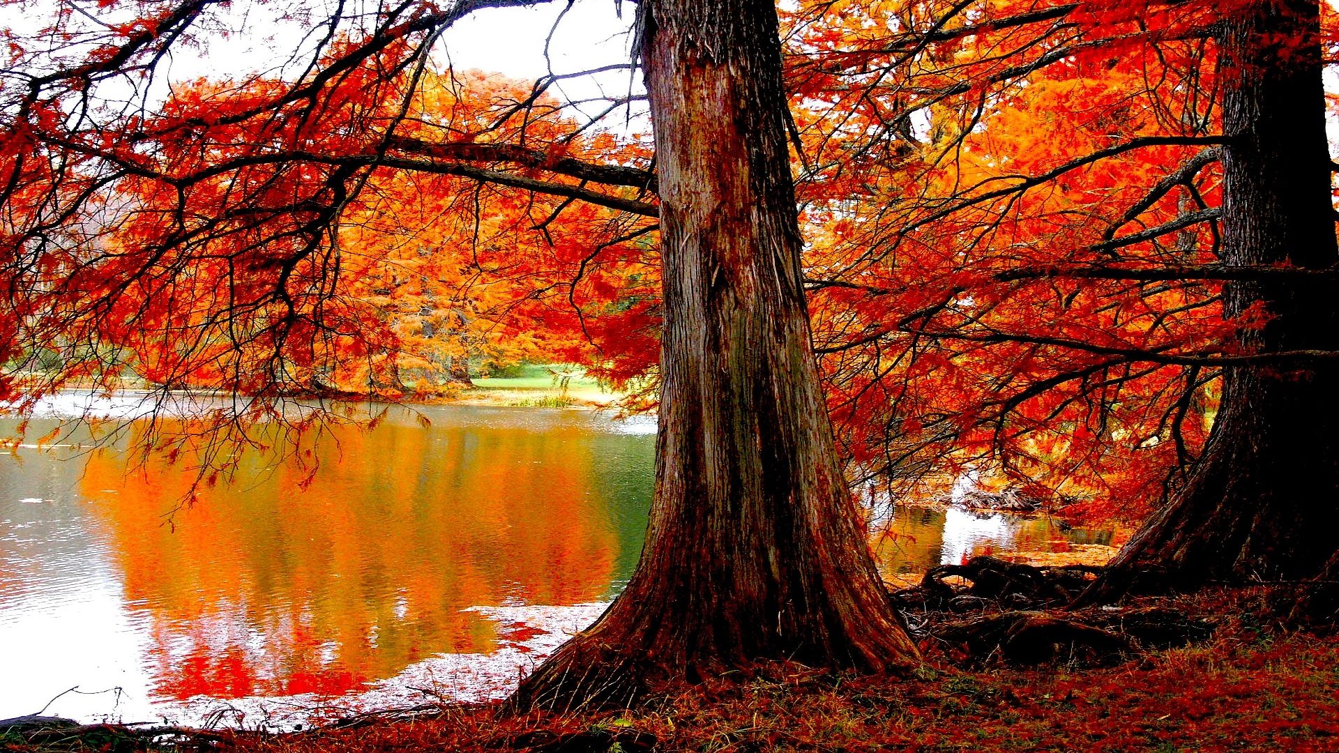 Lakes: Autumn Lake Trees Forest Wallpaper Download for HD 16:9 High ...