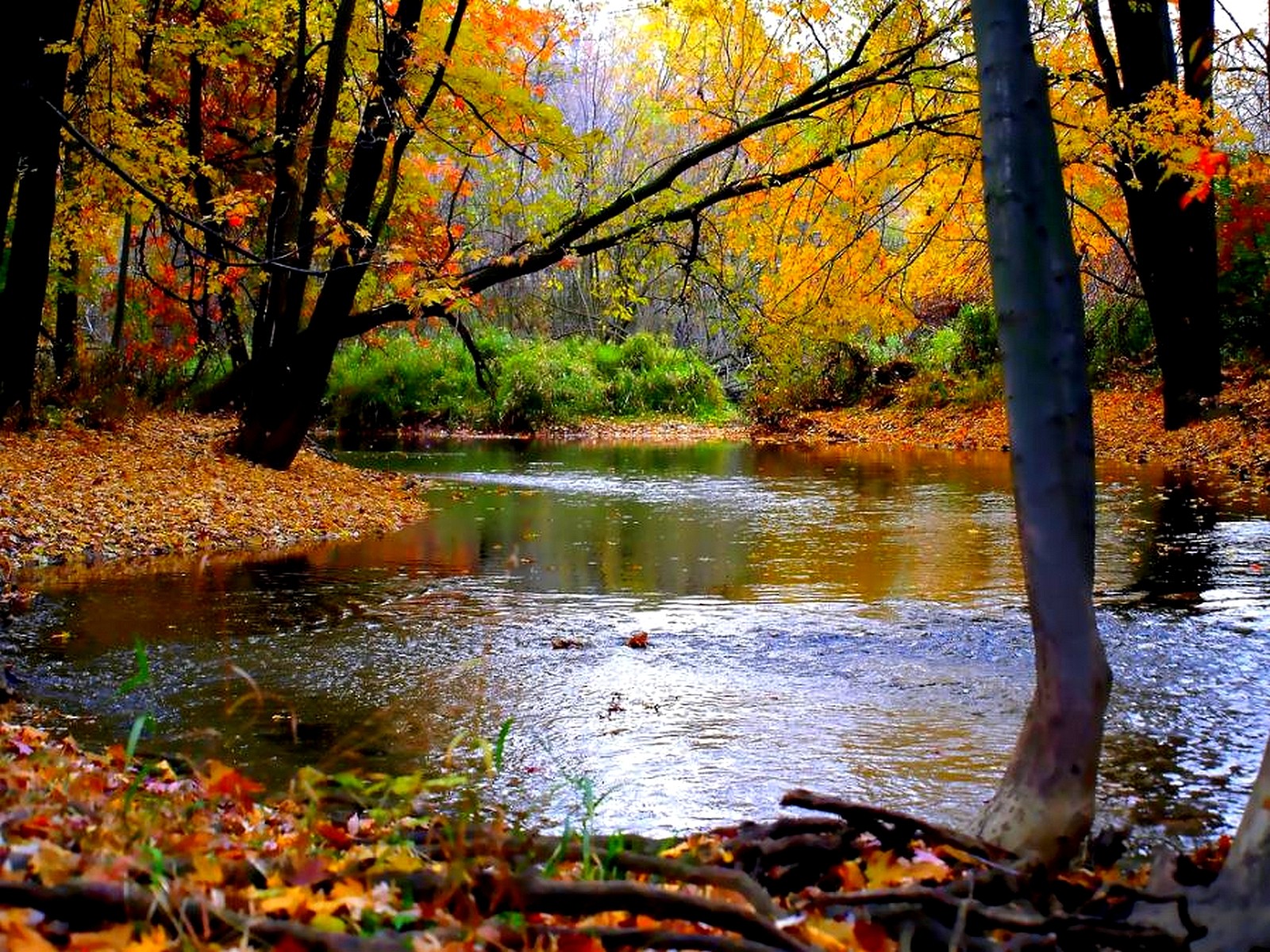 Lakes: Trees Leaves Autumn Pond Lake Blossoms Plants Modern Image ...