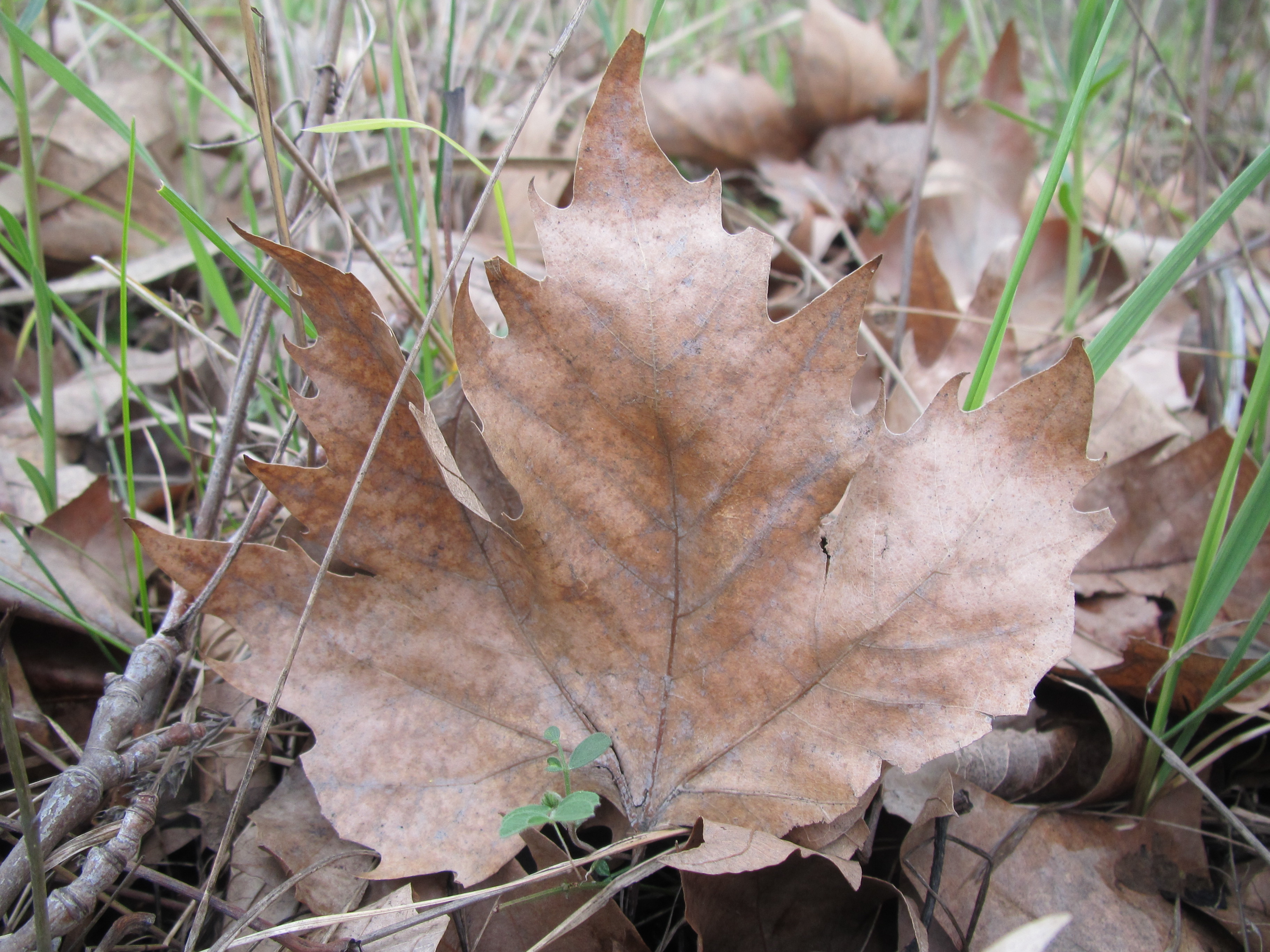 Autumn leaf photo