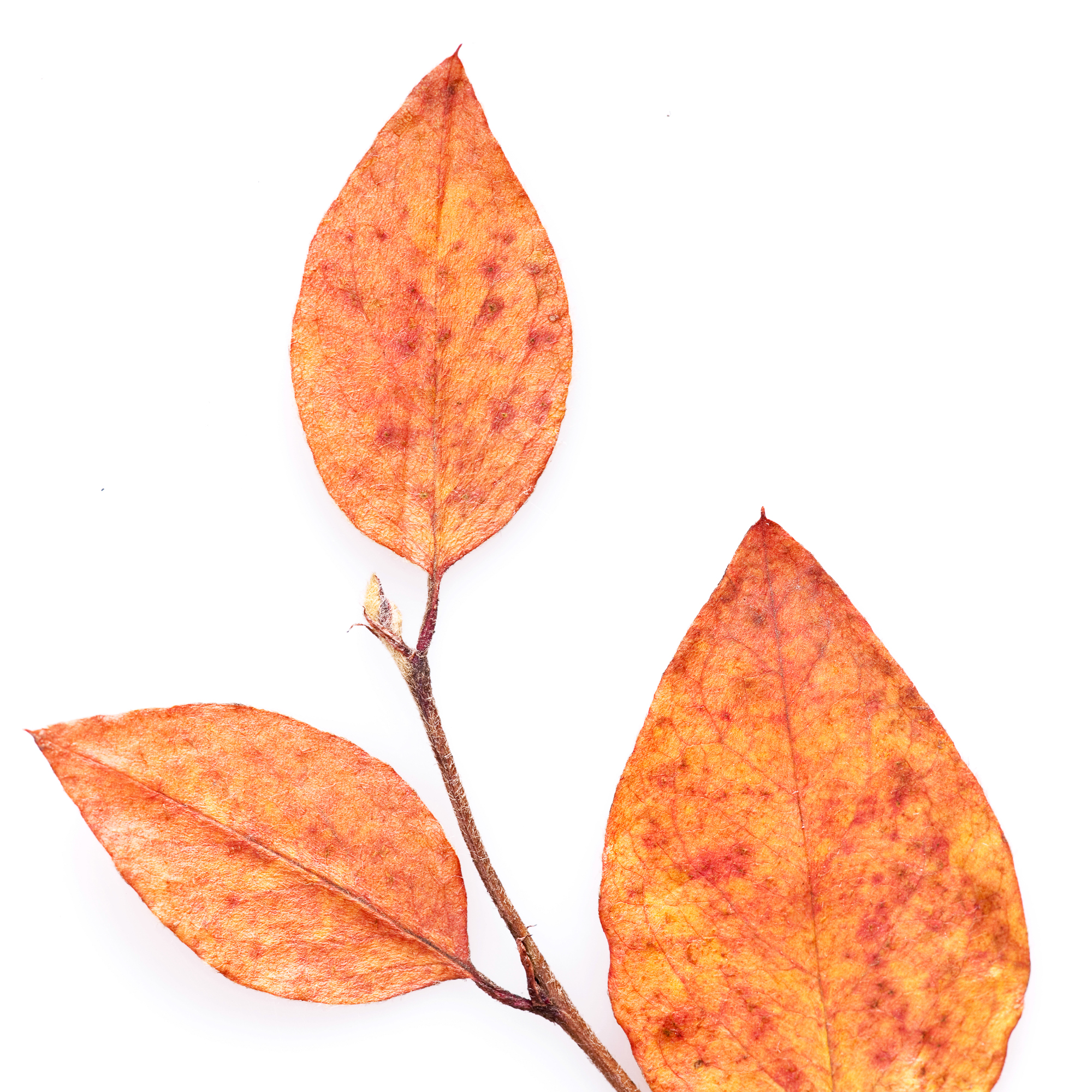autumn leaf, Autumn, Isolated, Leaf, Macro, HQ Photo