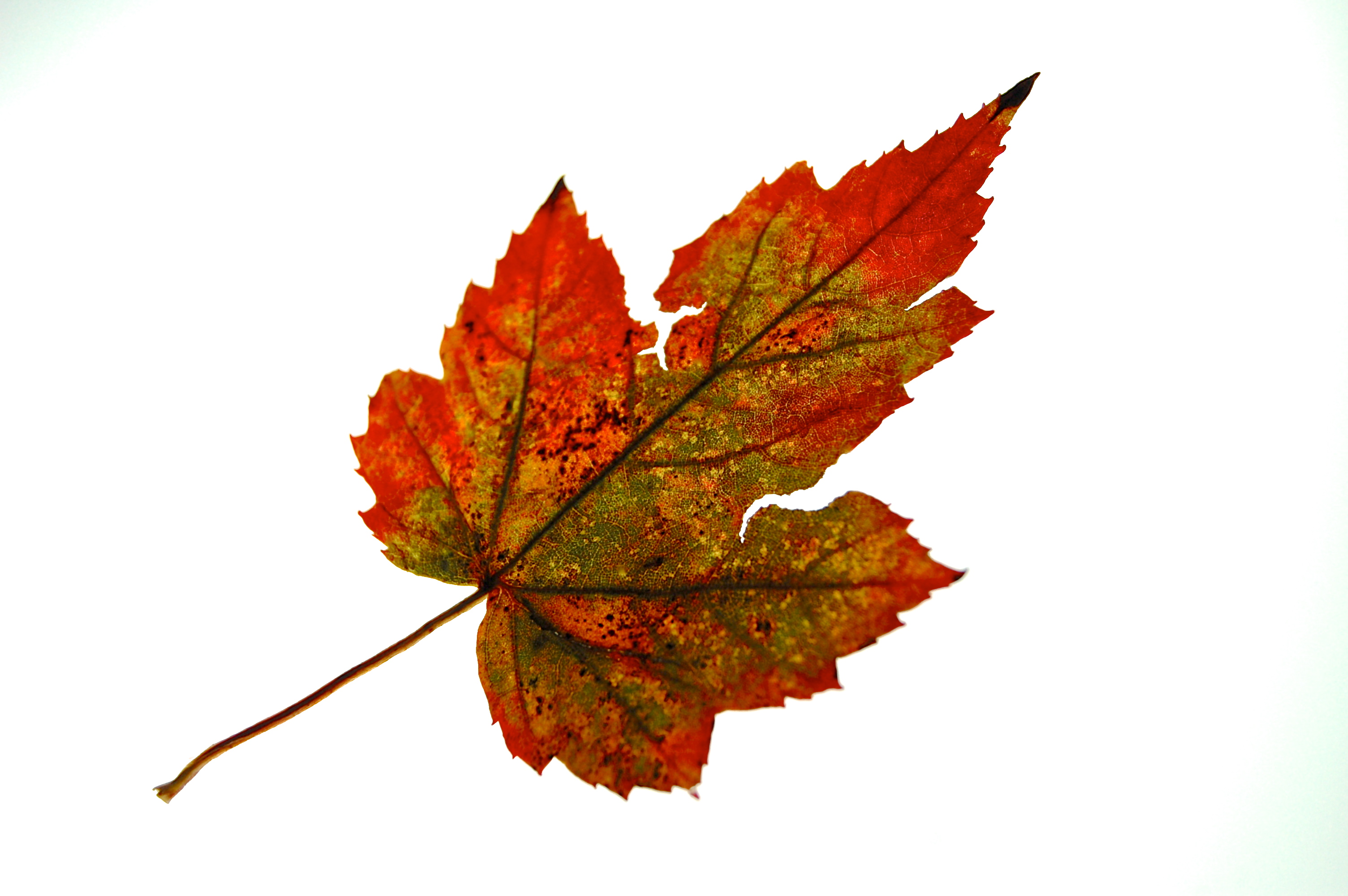 A Single Autumn Leaf | Lens and Pens by Sally