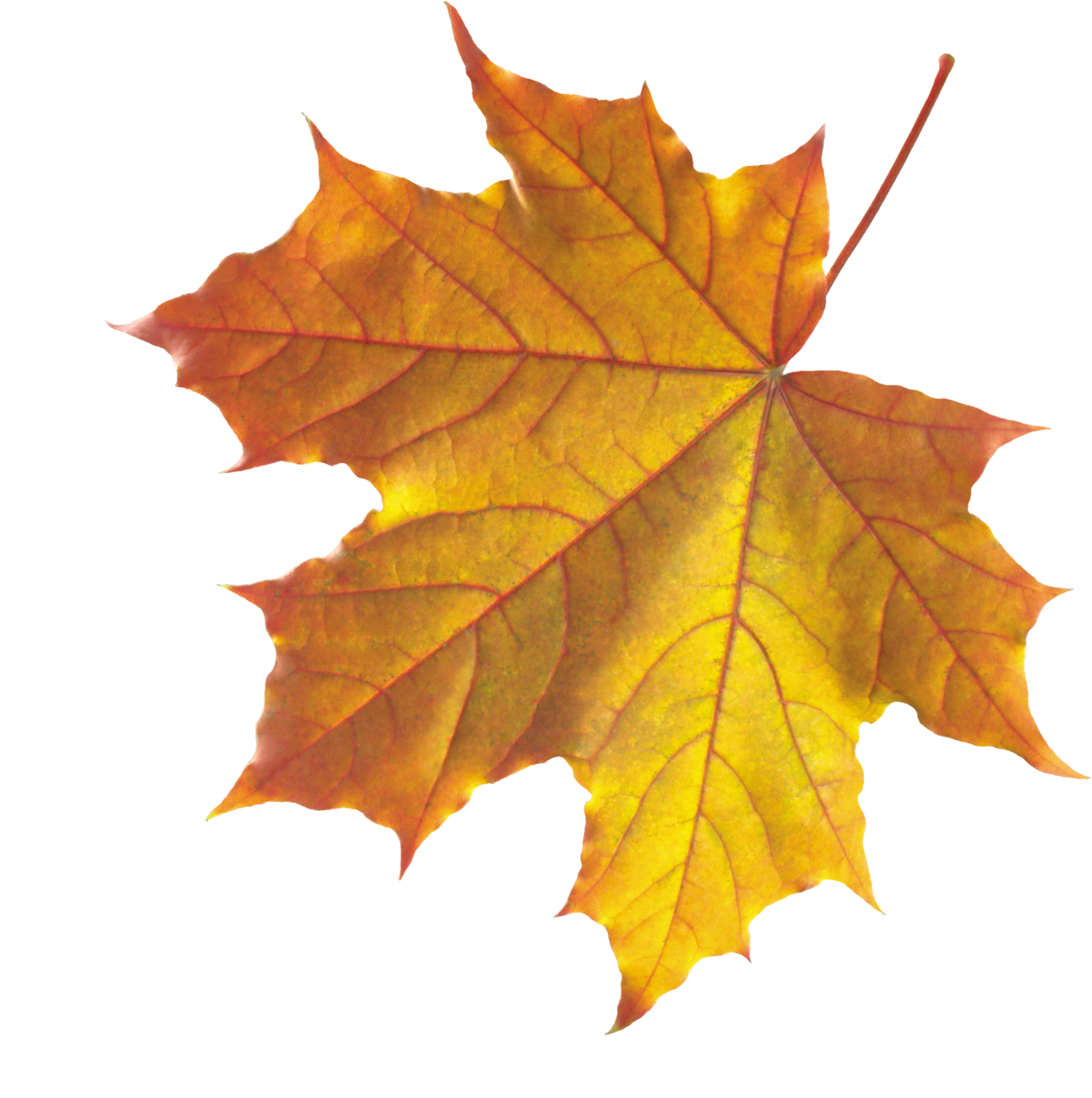 Yellow Autumn Leaves PNG Image - PurePNG | Free transparent CC0 PNG ...